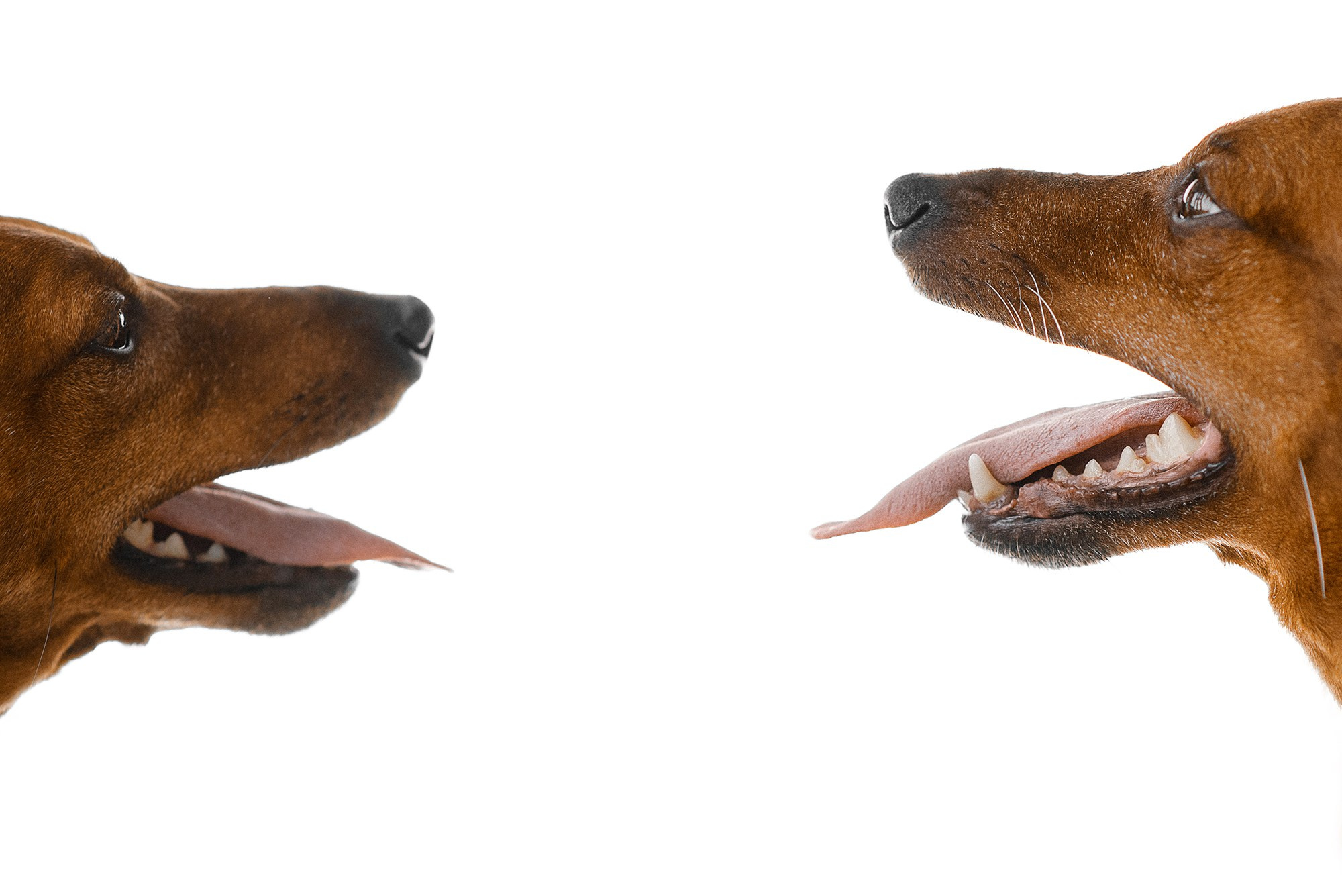 Питомец в кадре. Фотограф Анна Тюрина