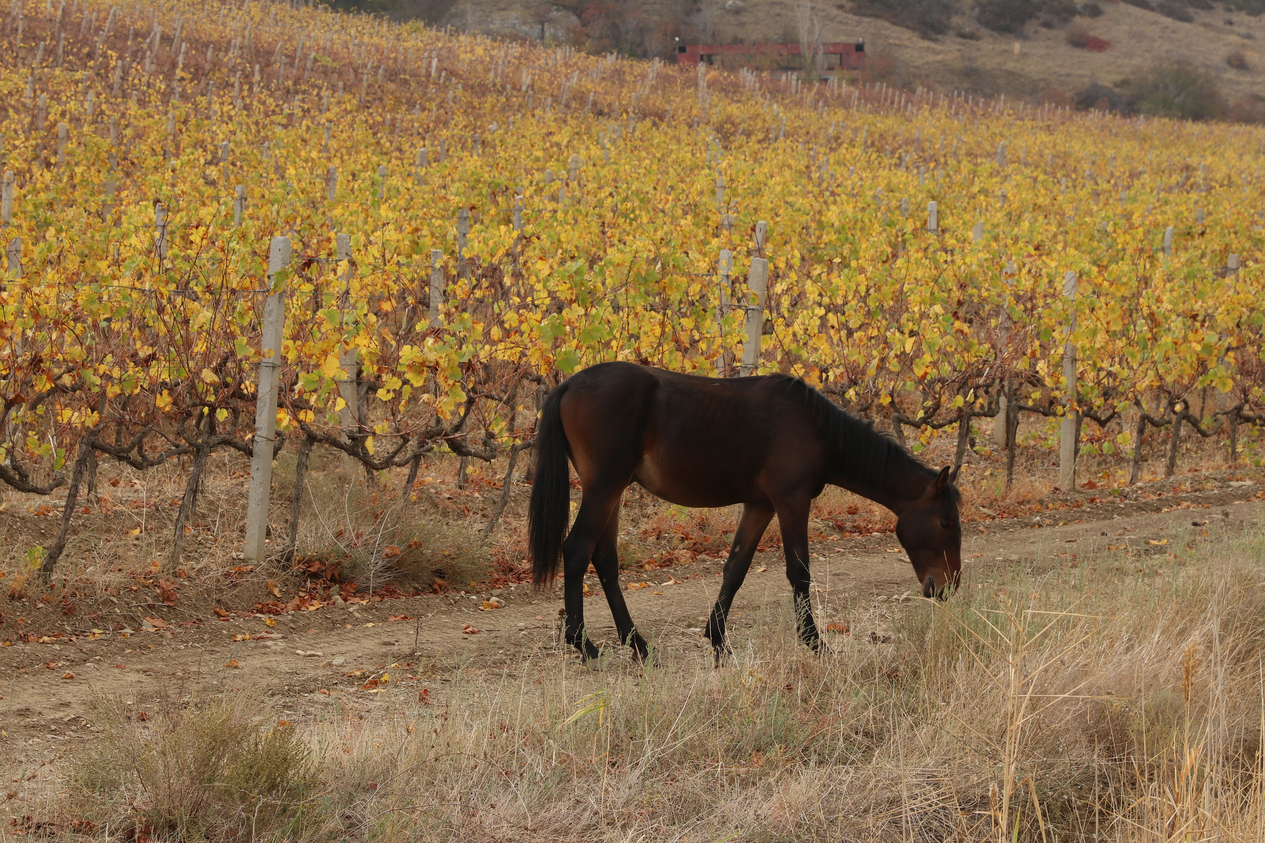 Крым. ЮБК (Гурзуф, Судак и их окрестности). Ноябрь 2023. Путешественник-фотограф из Санкт-Петербурга Татьяна Свистулина