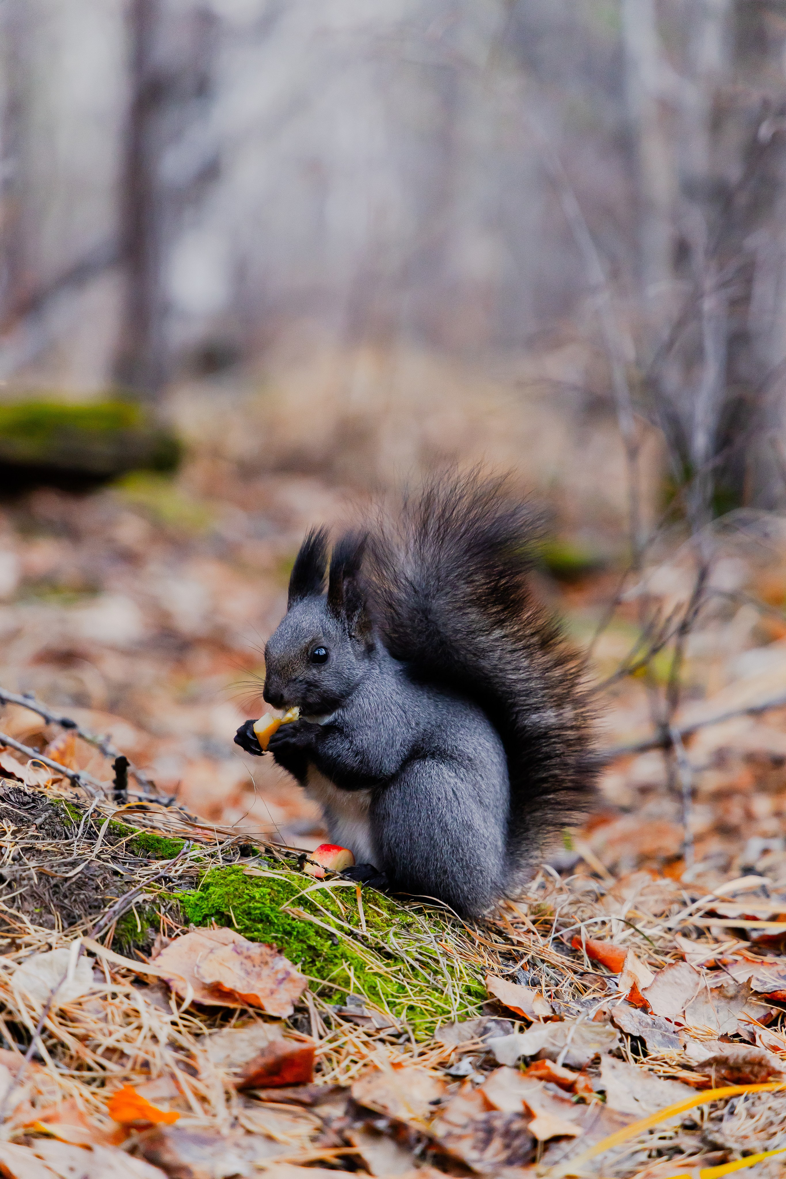 Осень в Сибири 24 год. Фотограф Братск Юлий Дежин