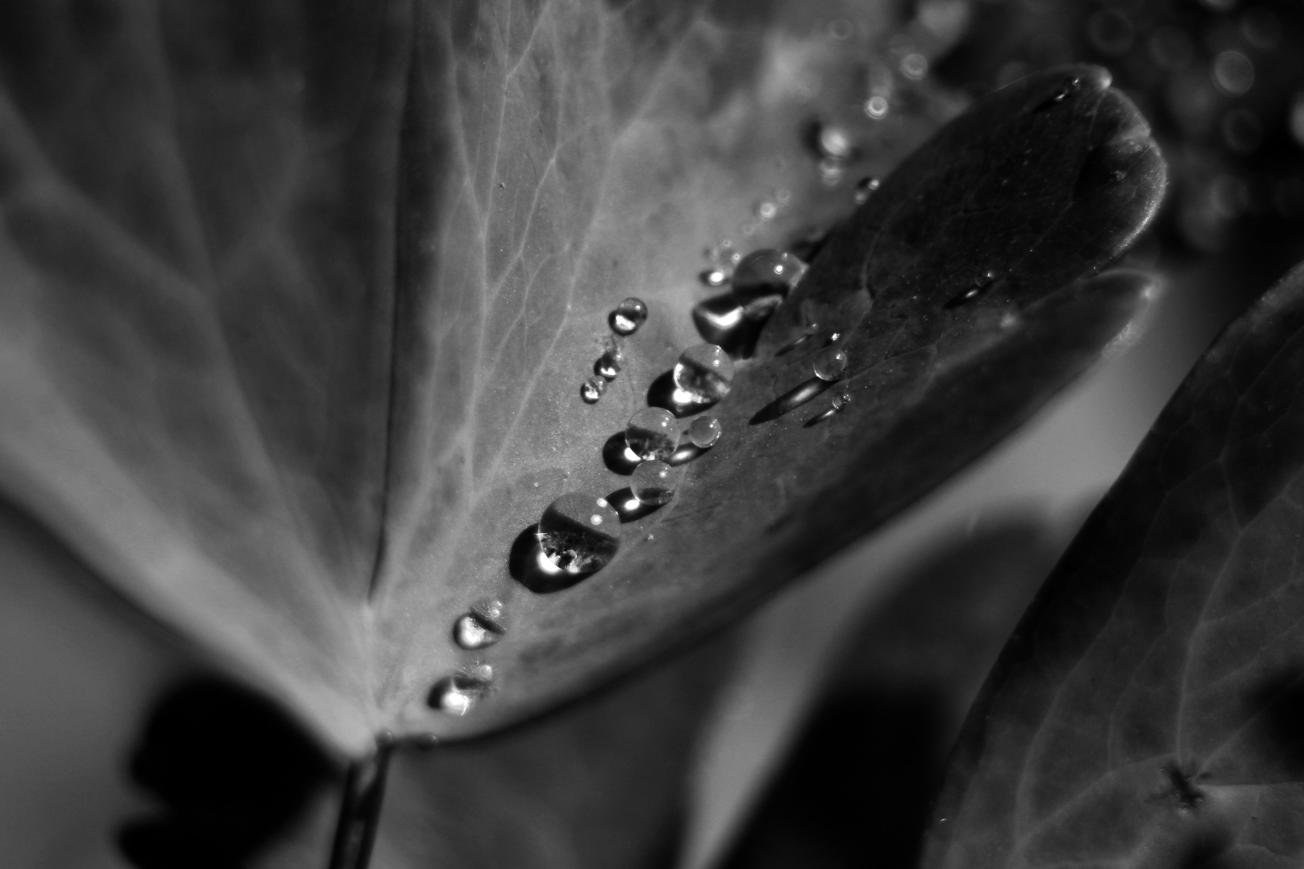 ЧЕРНО-БЕЛЫЕ ФОТОГРАФИИ. Никита Аничкин фото и видео оператор из России