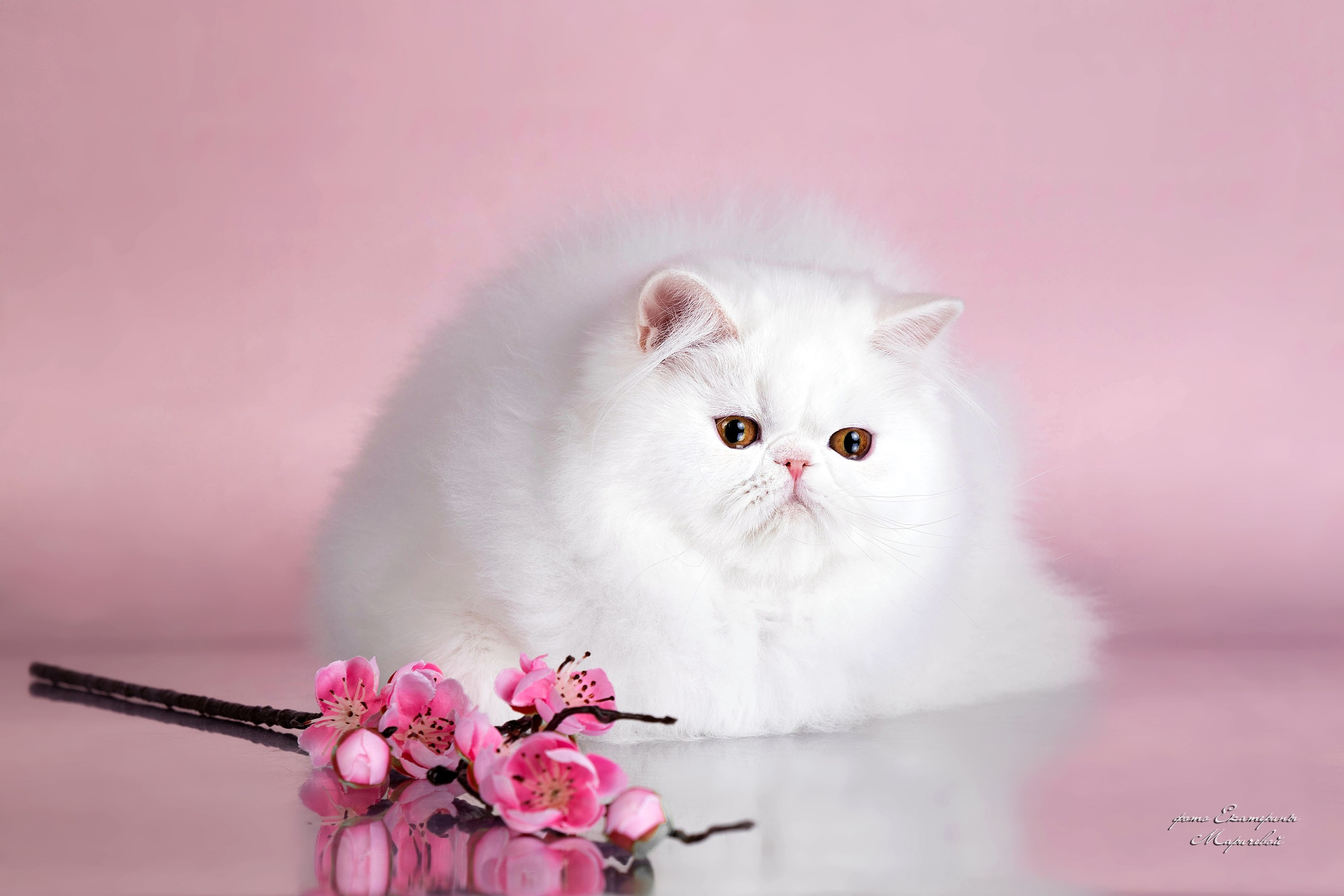 Стендовая съёмка на выставках кошек. Фотограф-анималист в Омске Екатерина Маричева