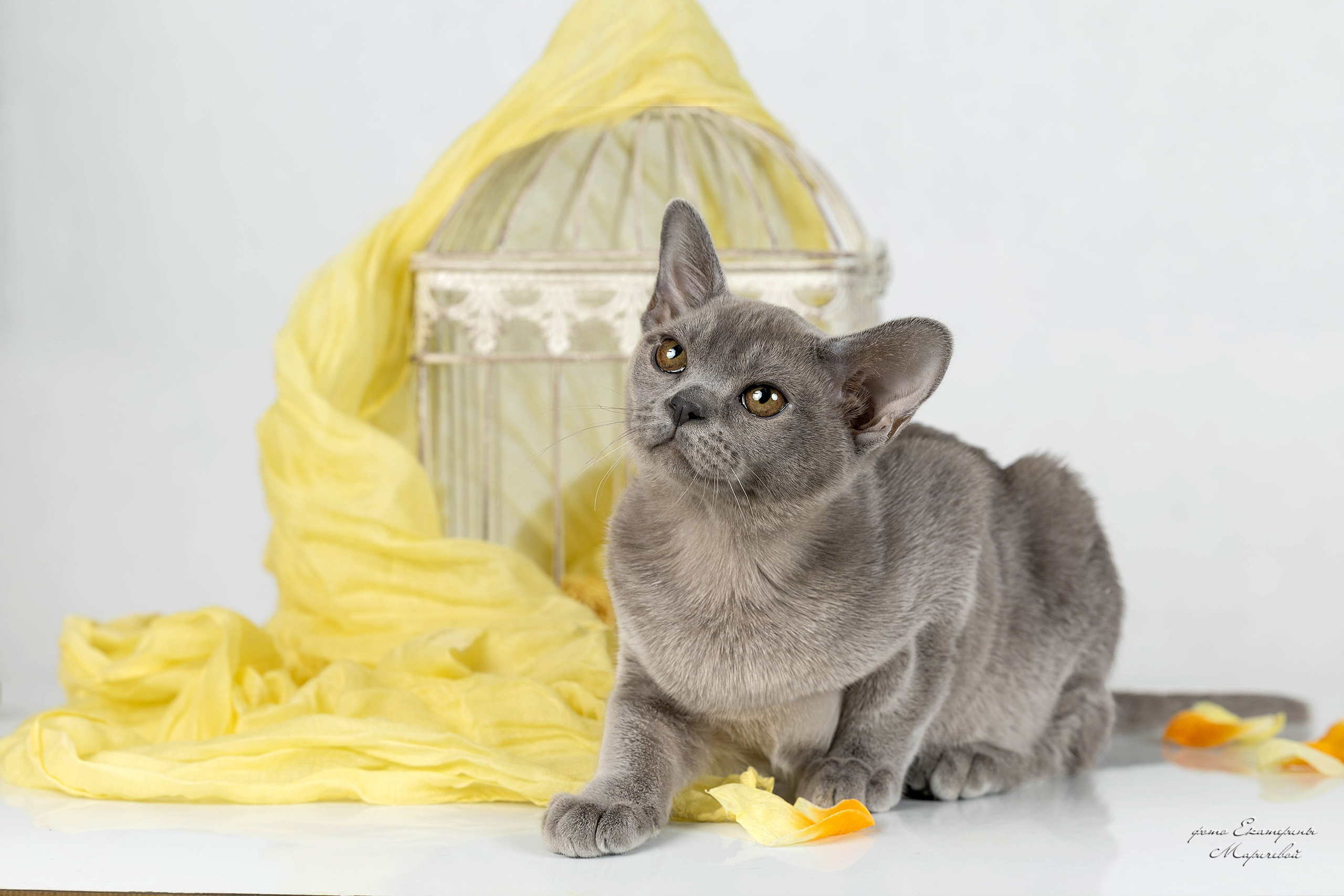 Стендовая съёмка на выставках кошек. Фотограф-анималист в Омске Екатерина Маричева