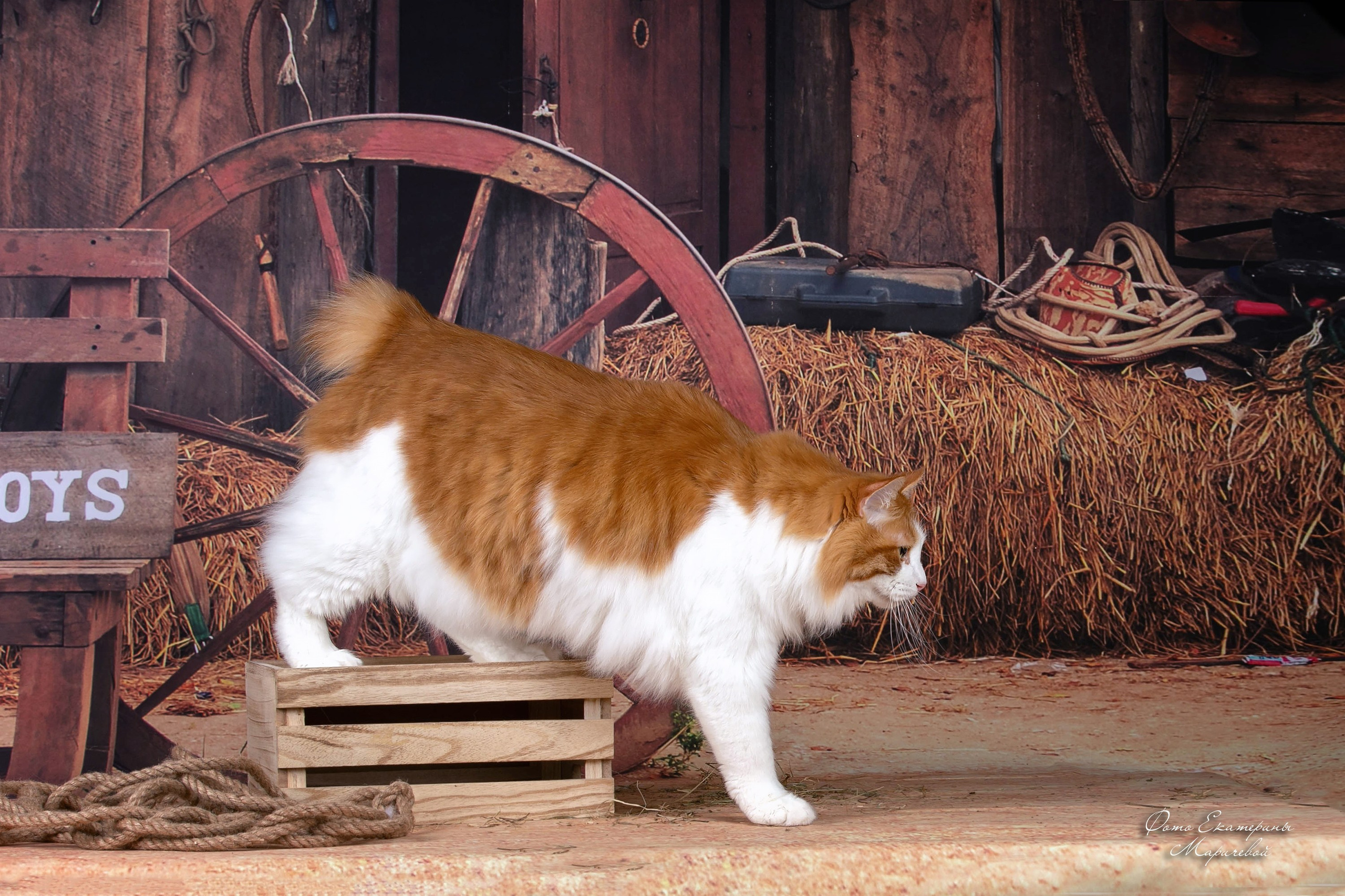 Стендовая съёмка на выставках кошек. Фотограф-анималист в Омске Екатерина Маричева