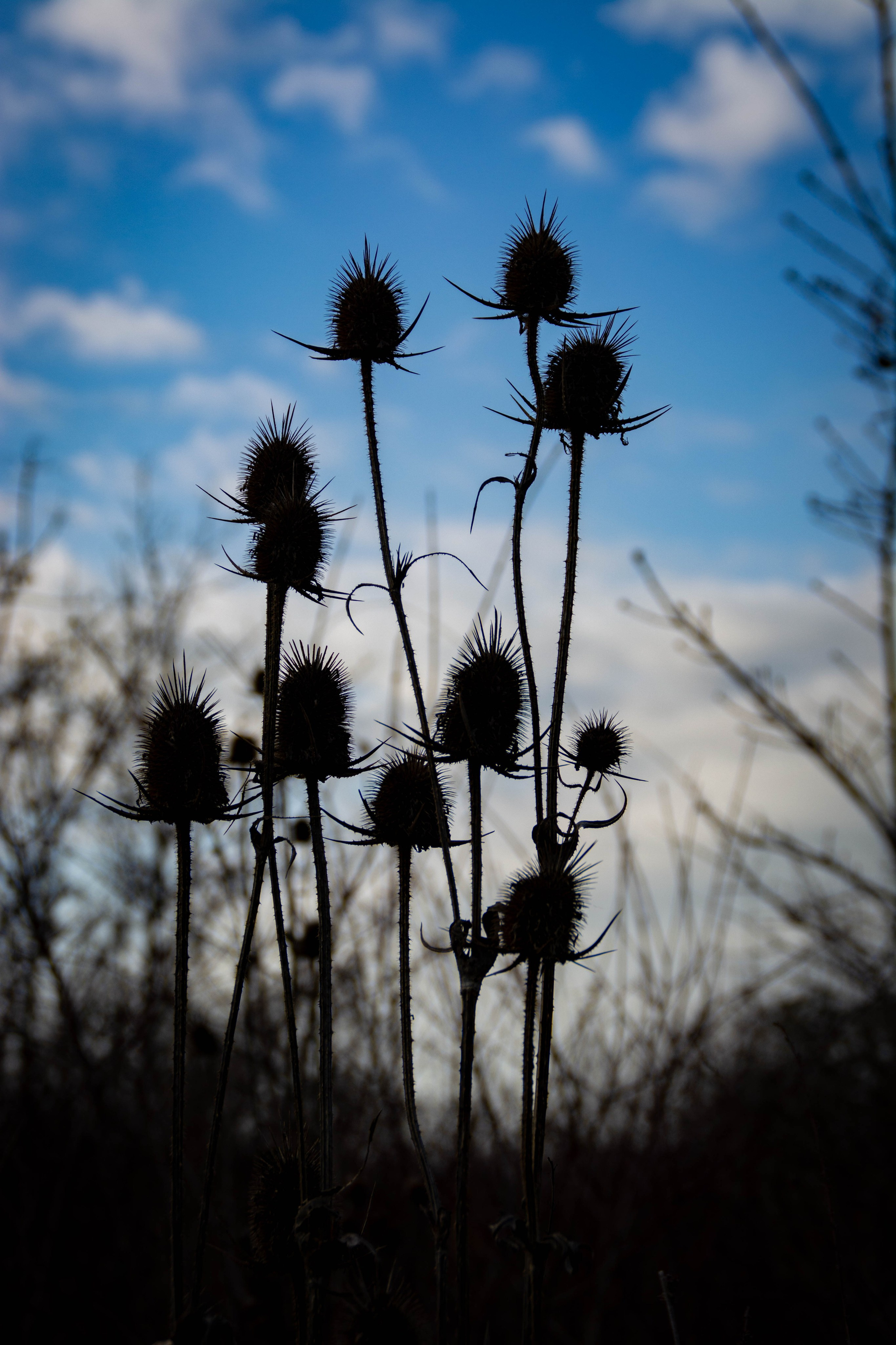 Природа в фотографии, взгляд на прекрасное через объектив фотоаппарата. Елена Волкова семейный фотограф в станице Гостагаевской города-курорта Анапа