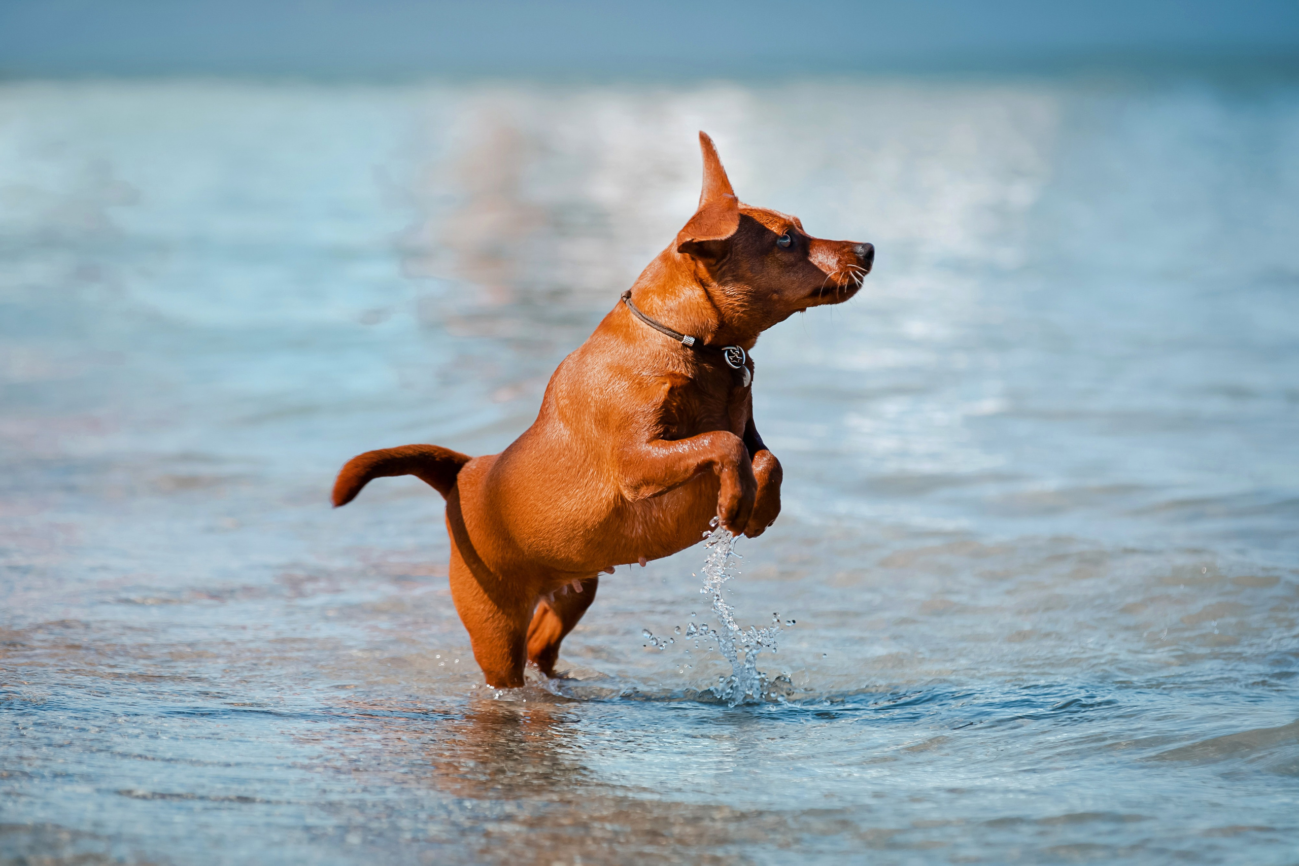Цвергпинчер в Геленджике. Фотограф-анималист в Краснодаре Маша Мельникова