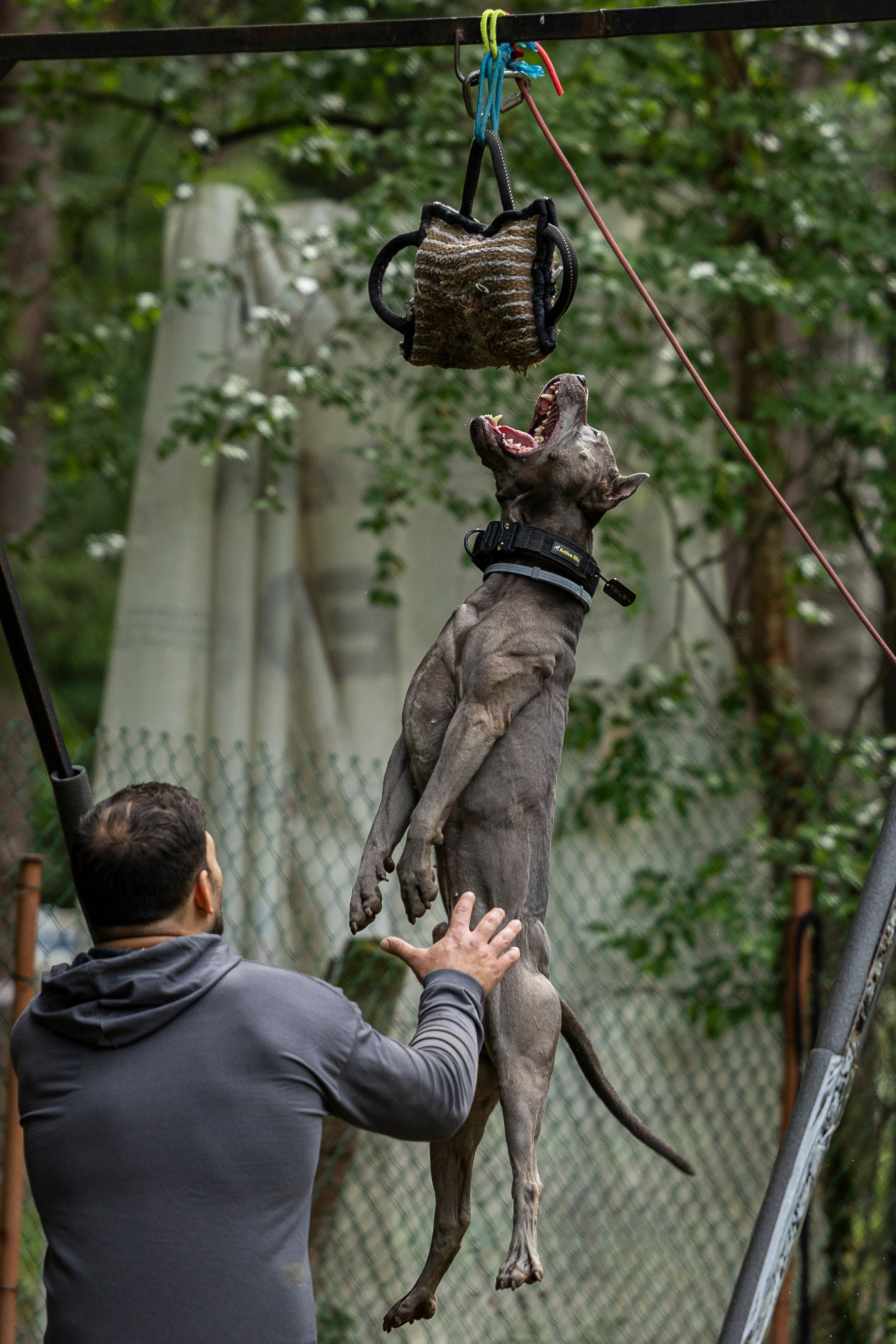 Пит-стафф многоборье. Фотограф-анималист Анна Маринич