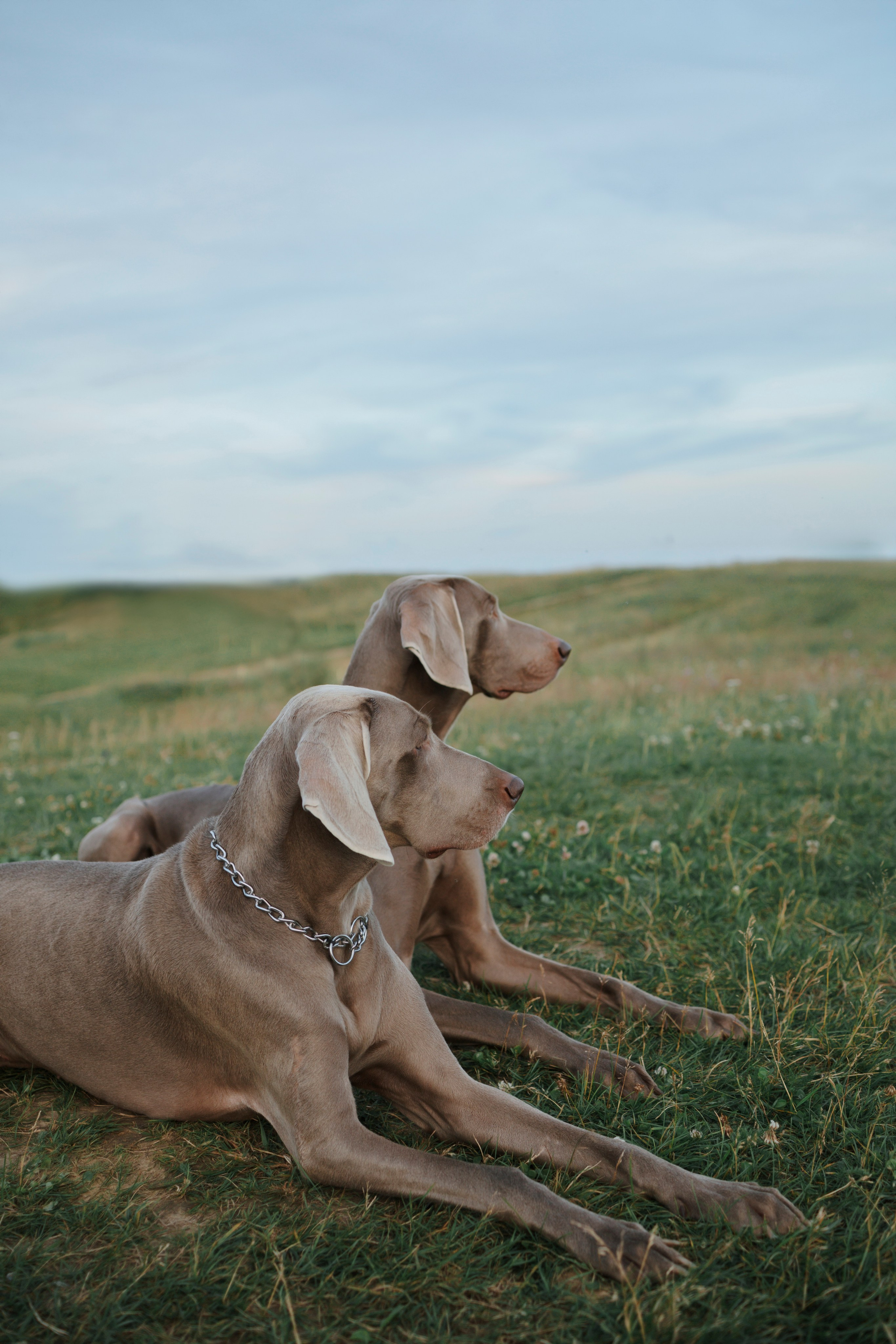 Маргарита и веймаранеры. Фотограф-анималист в Санкт-Петеребурге Титова Алиса