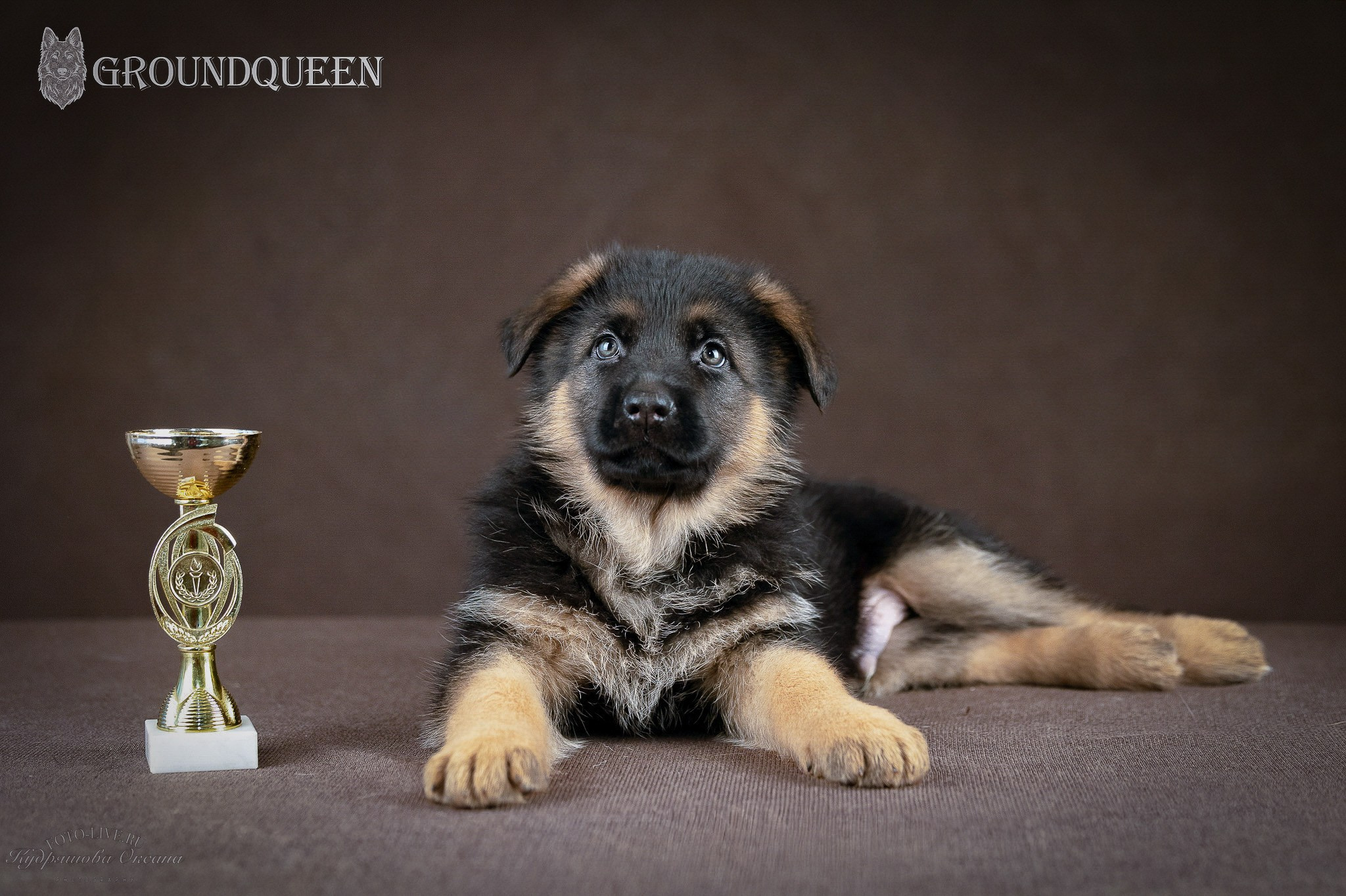 Щенки немецкой овчарки. Фотограф 📸 анималист, предметный, репортажный
