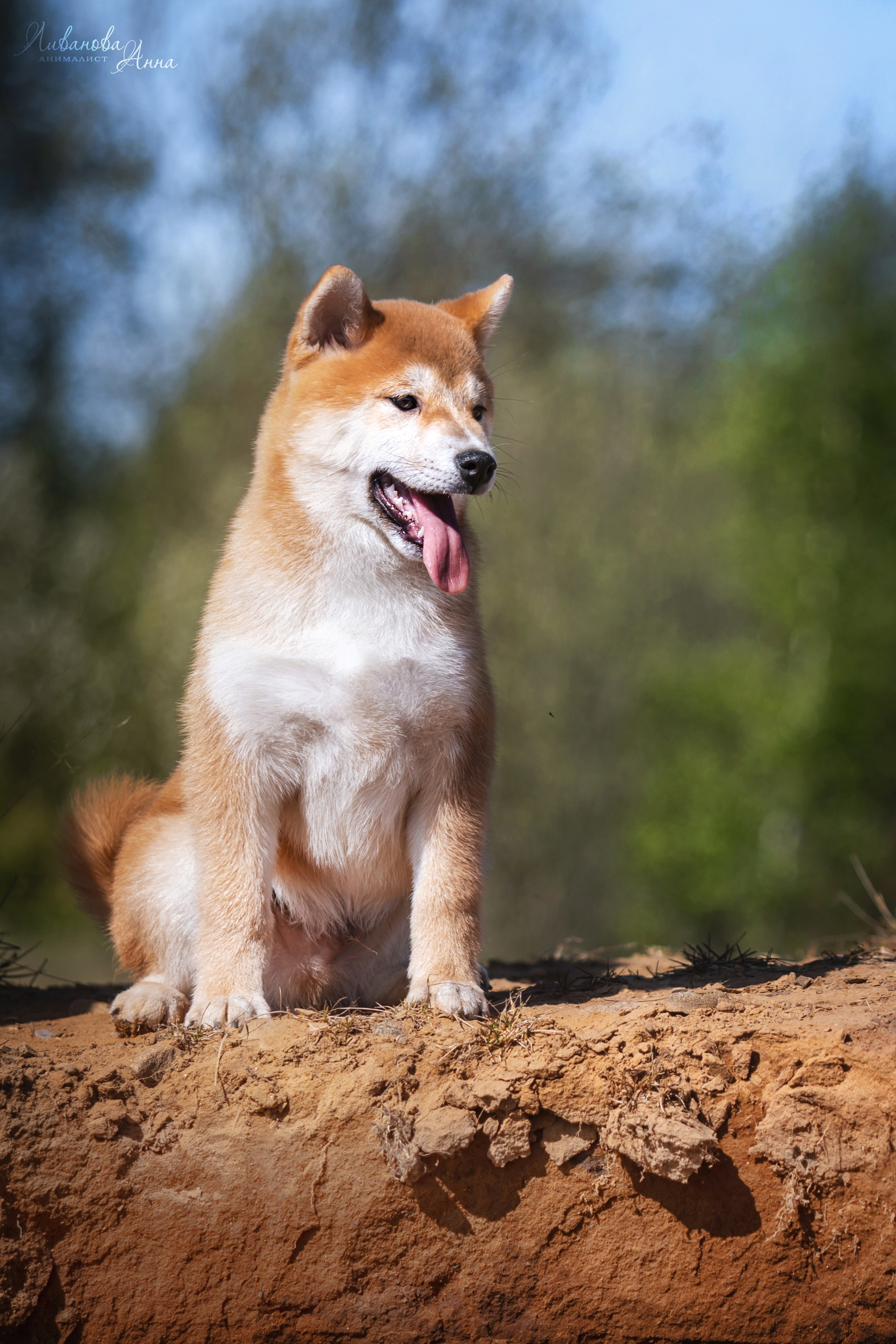 Сиба. Фотограф анималист Аня Ливанова | Рыбинск