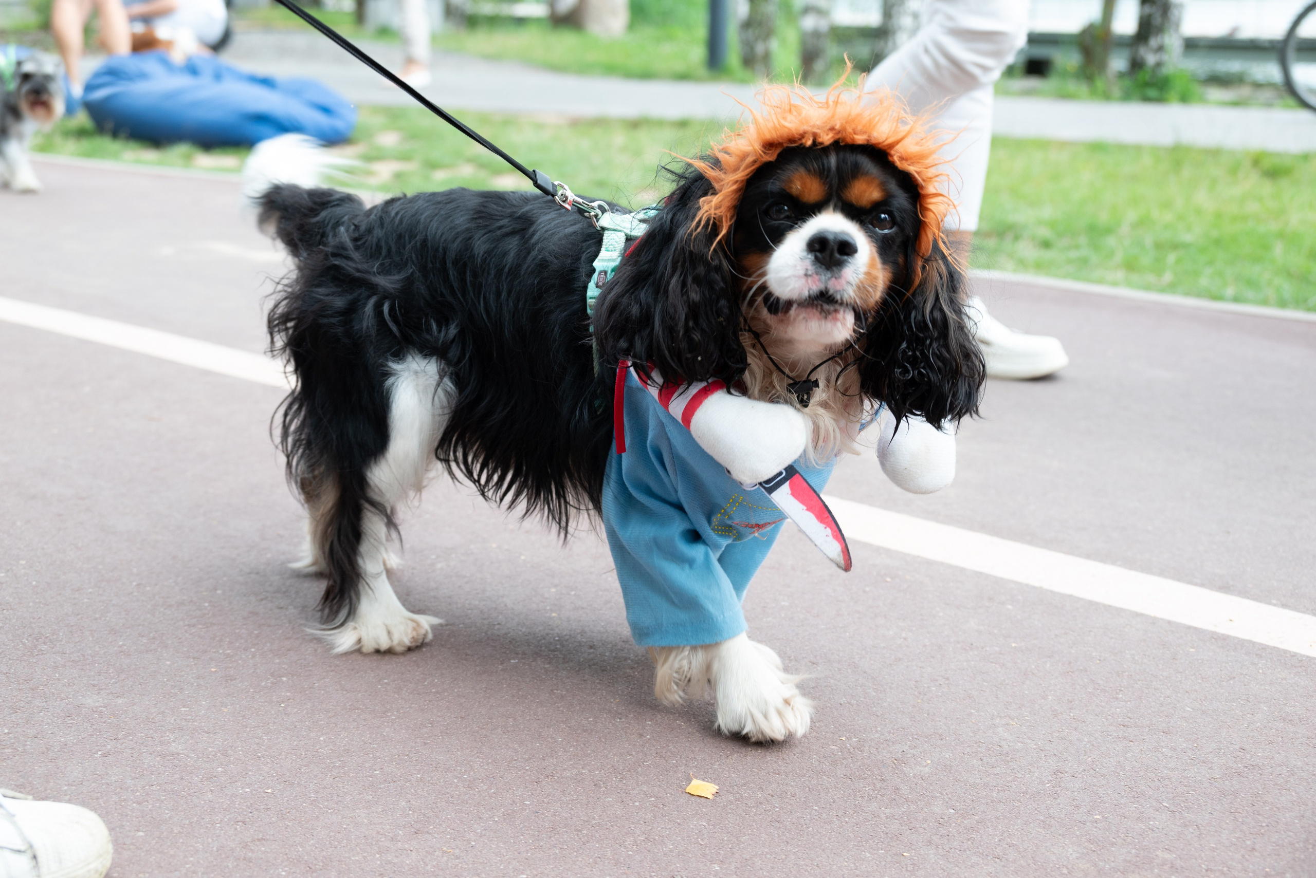 Pets Fest. Юлия Чайко, фотограф в Минске