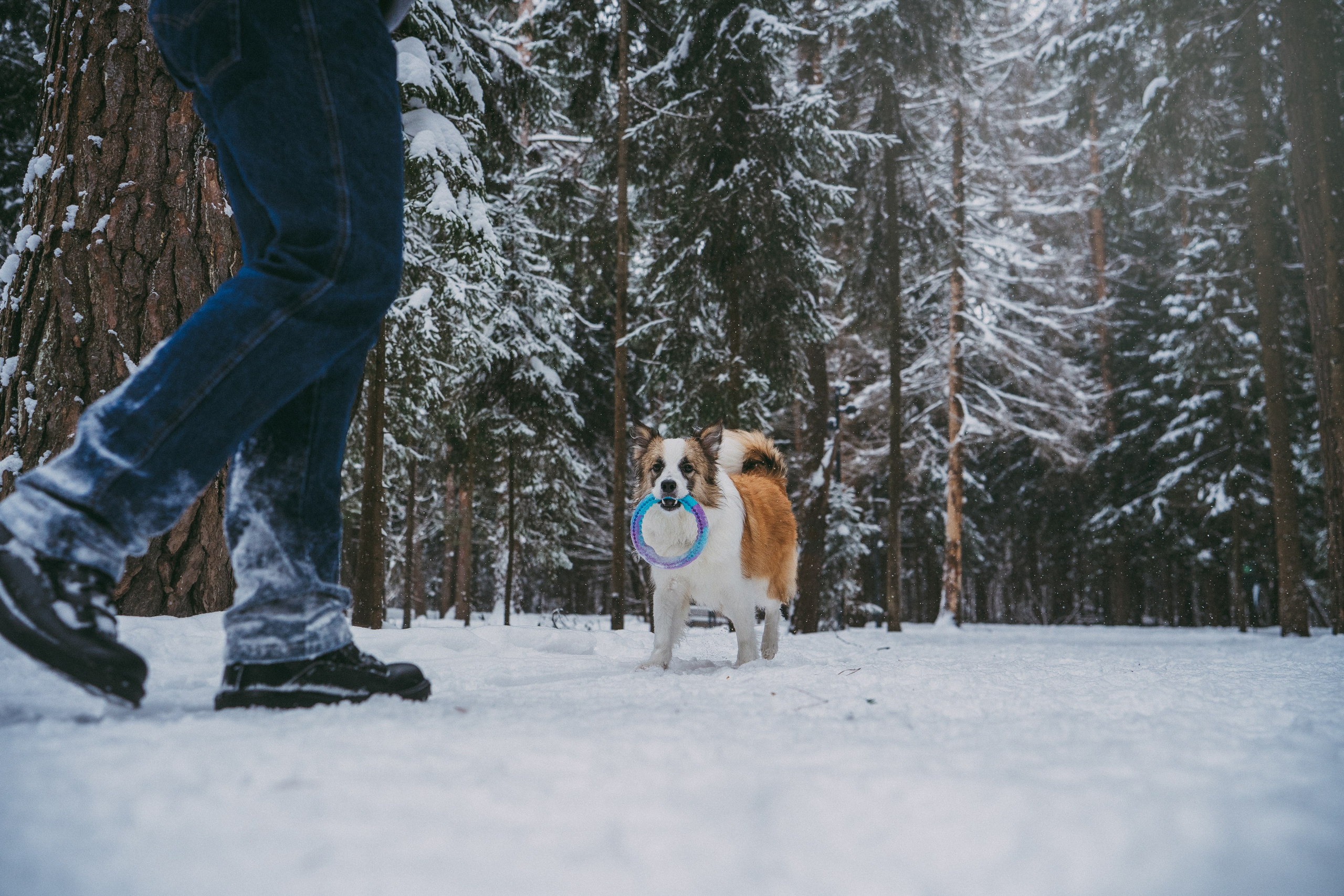 Катя, Анатолий и Елай. Фотограф анималист в Москве и Санкт-Петербурге Свиридова Анна