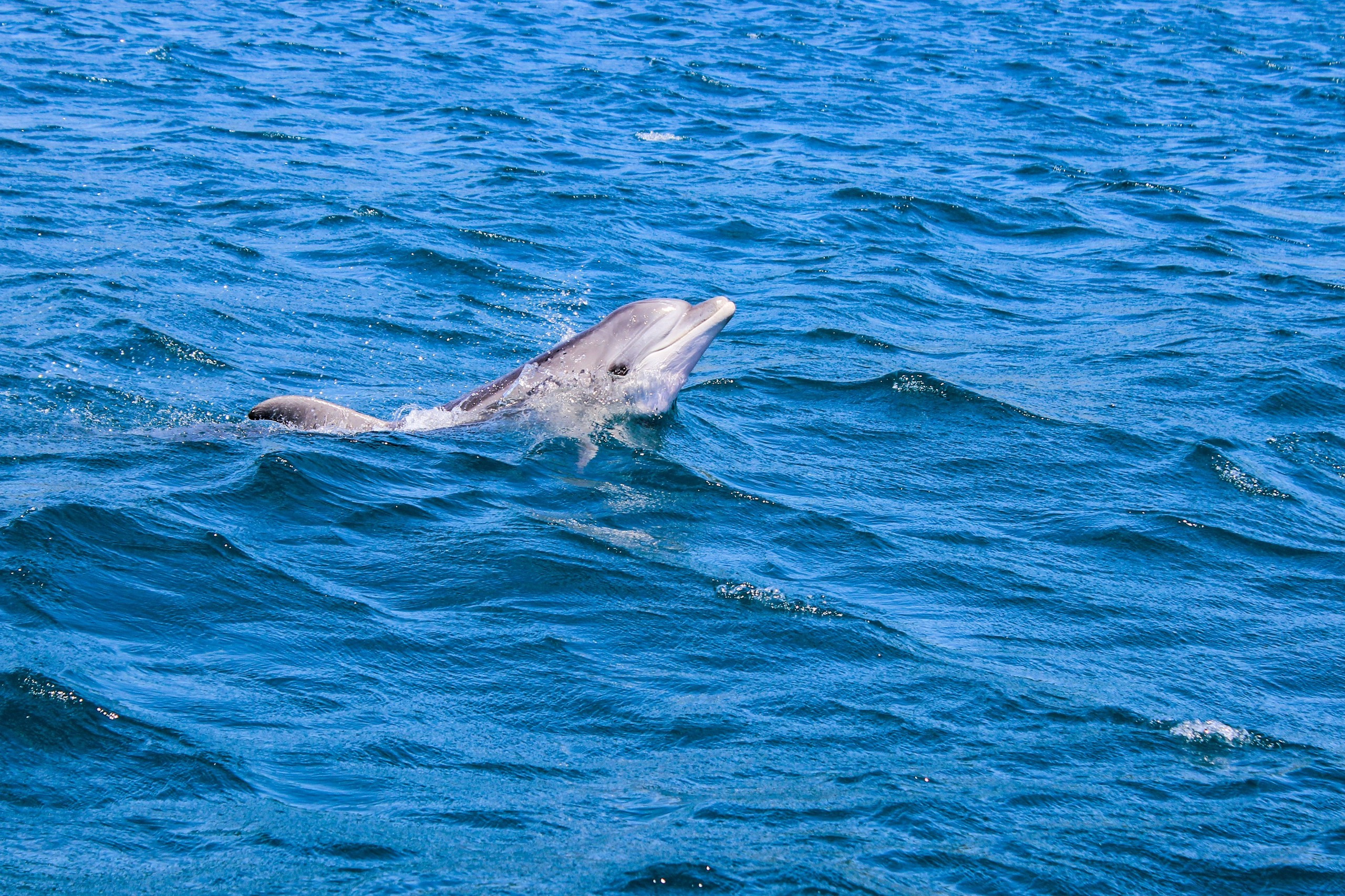Разные фото Краснодарского Края. Ваш семейный фотограф Евгения в г. Москва