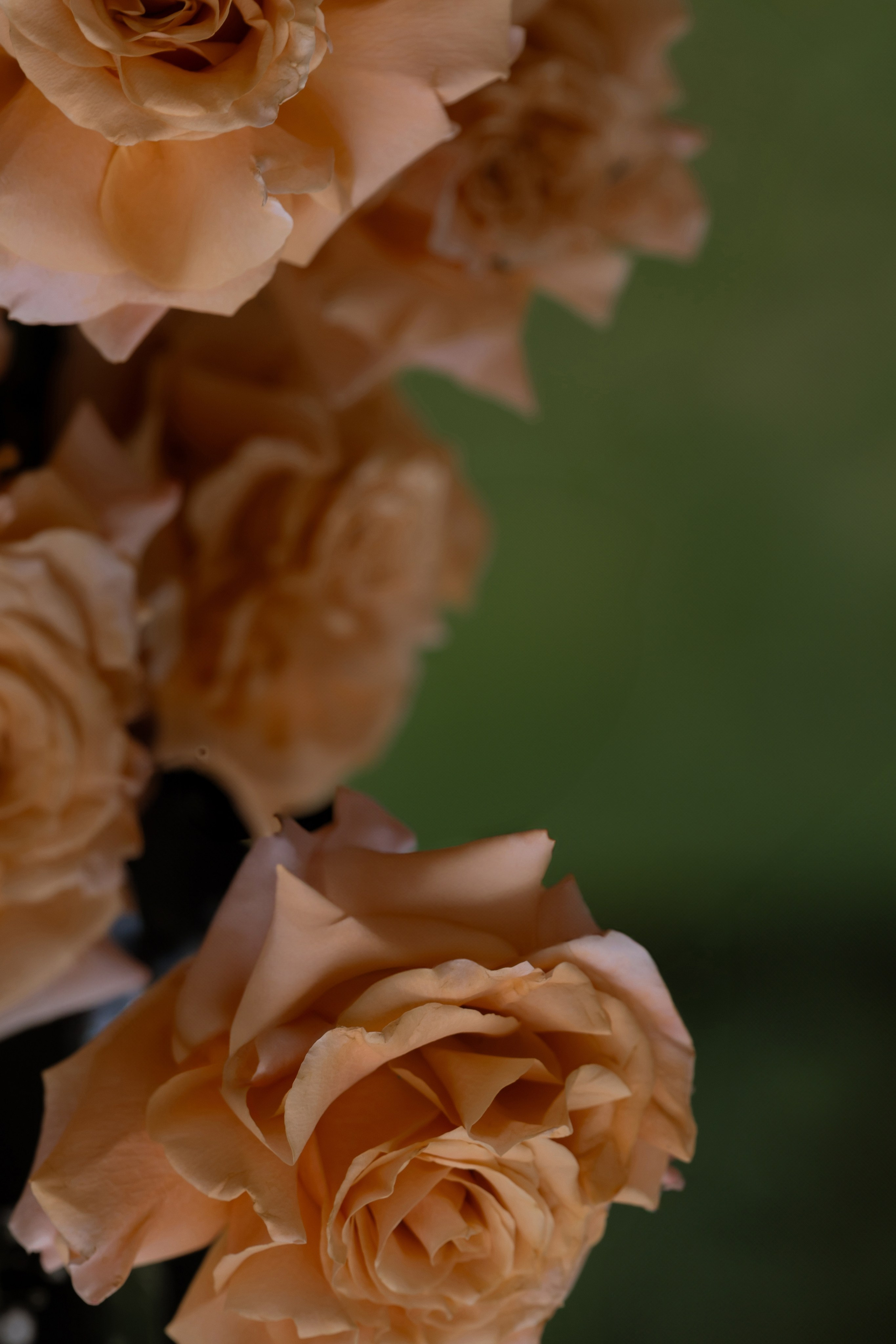 Give me a kiss. Свадебный фотограф в Москве Мария Кривоногова