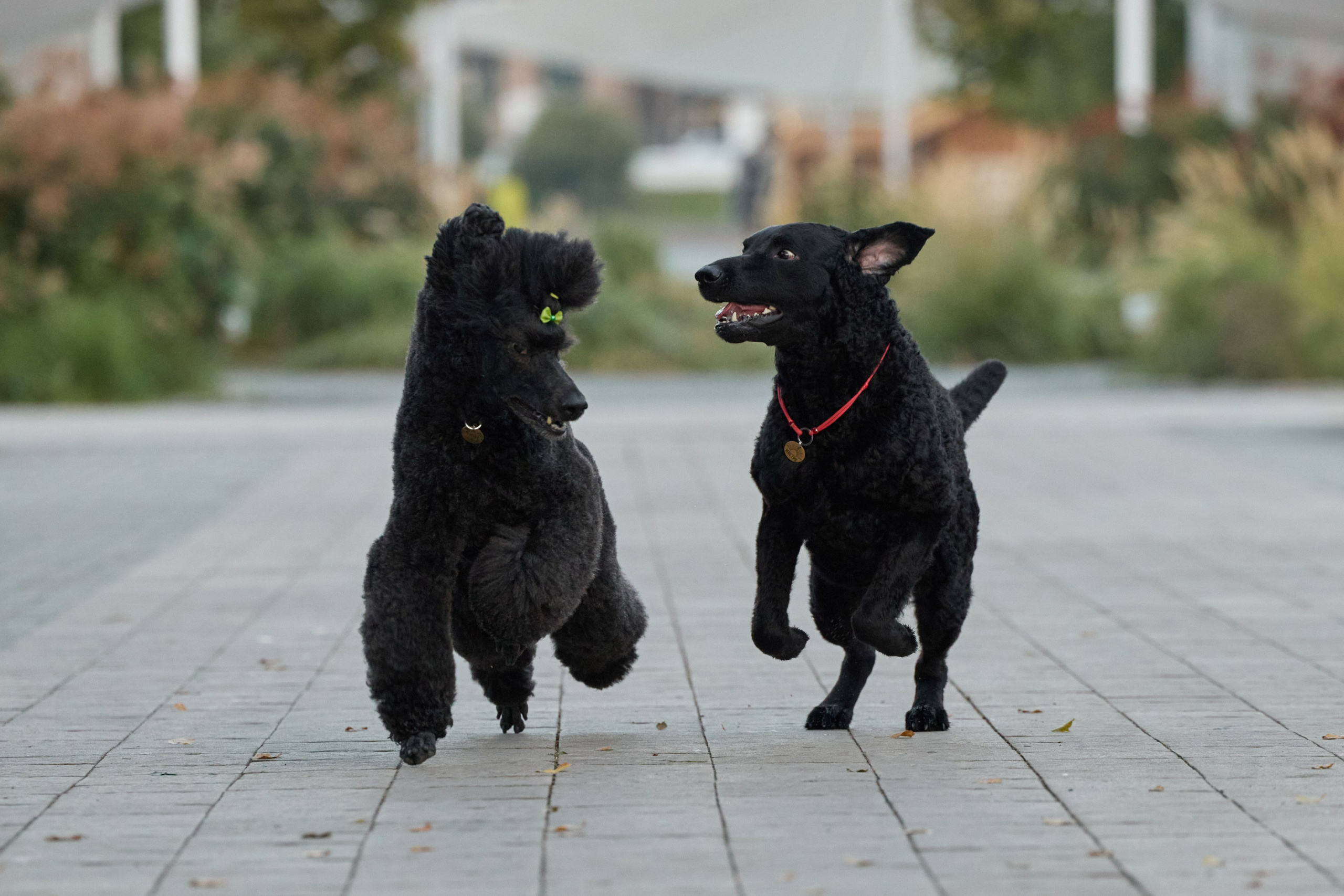 Альбина. Марфа и Мистик. Прогулка в парке. Фотограф анималист в Казани Алина Сулейманова. Фотограф животных