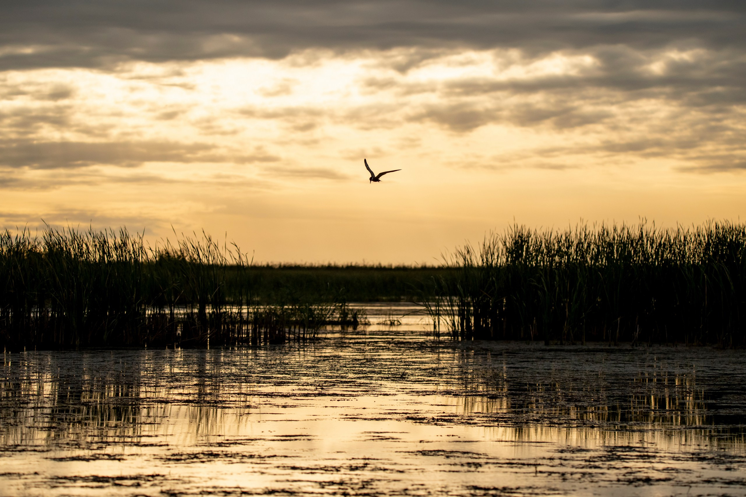 Пейзажный фотограф, Фотографии дикой природы. Foto-Zuev фотография как искусство