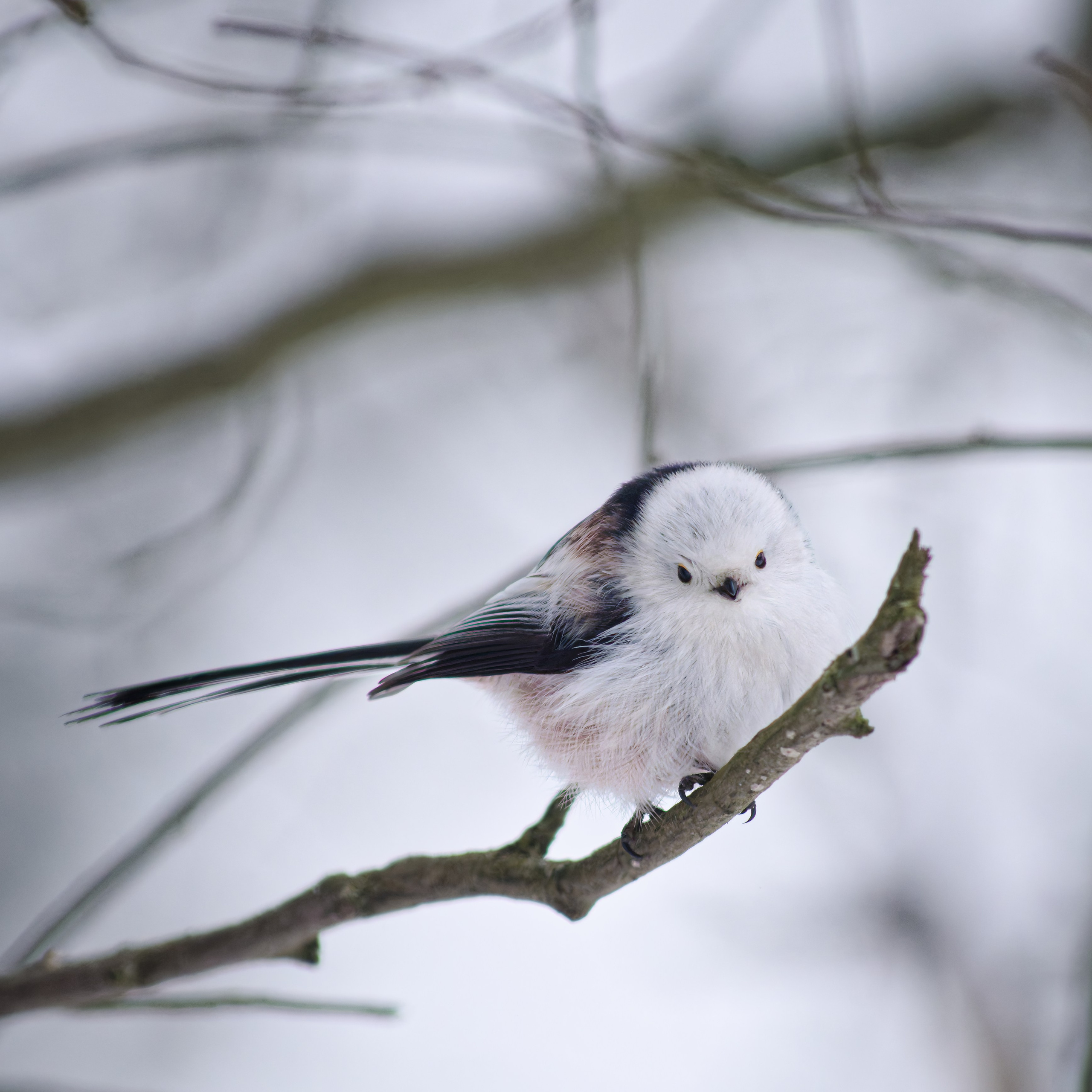 Длиннохвостая синица (ополовник) на ветке