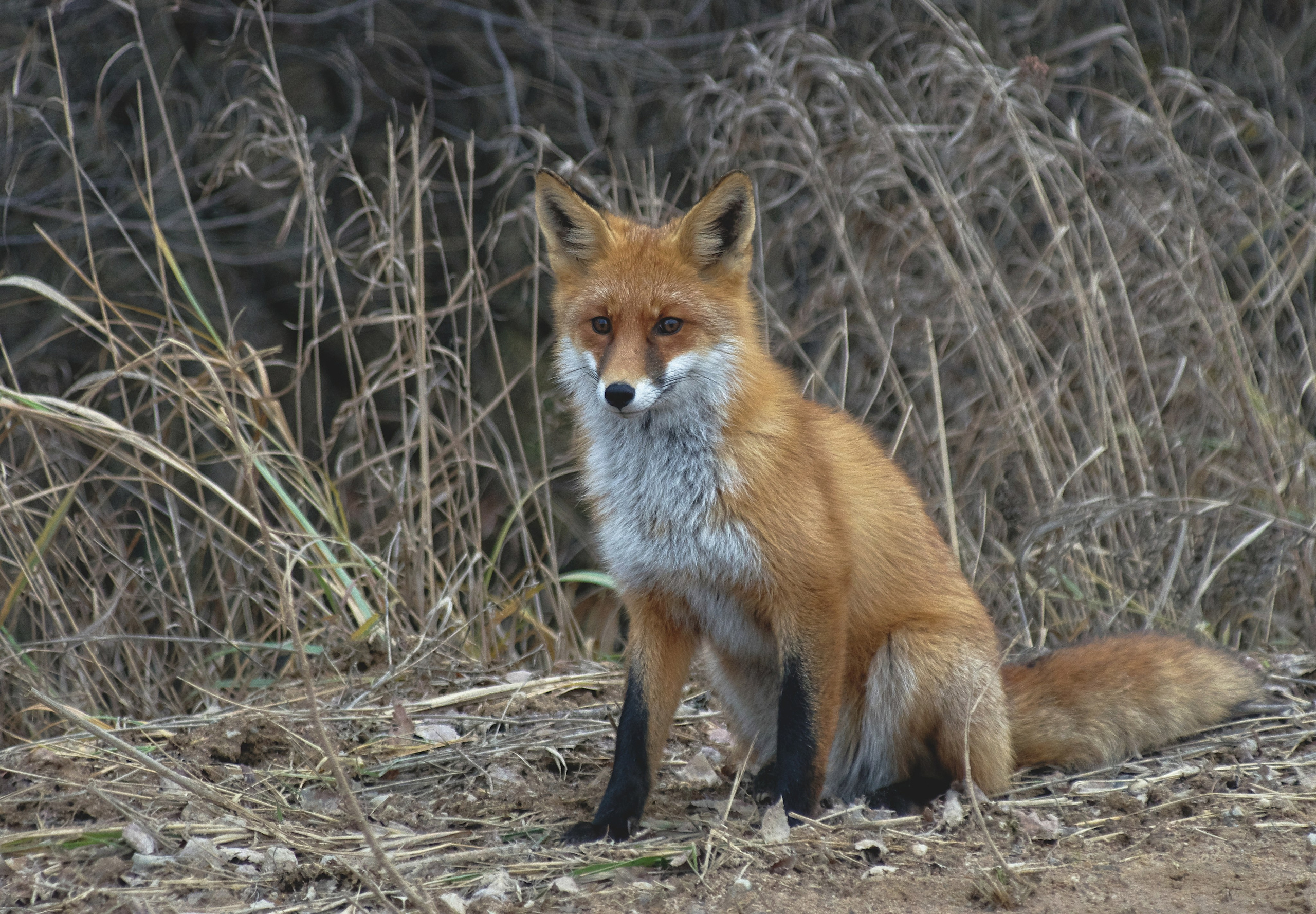 Шерсть, лапы, плавники. Семоха Валерий. Фотограф