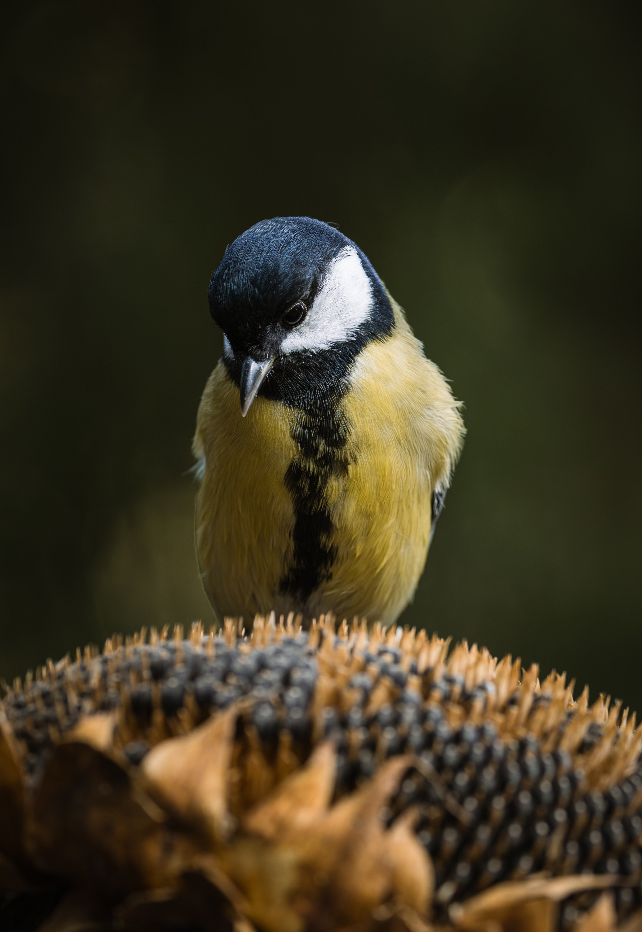 Lipetsk 2025. Anton Chernov | Wildlife photographer