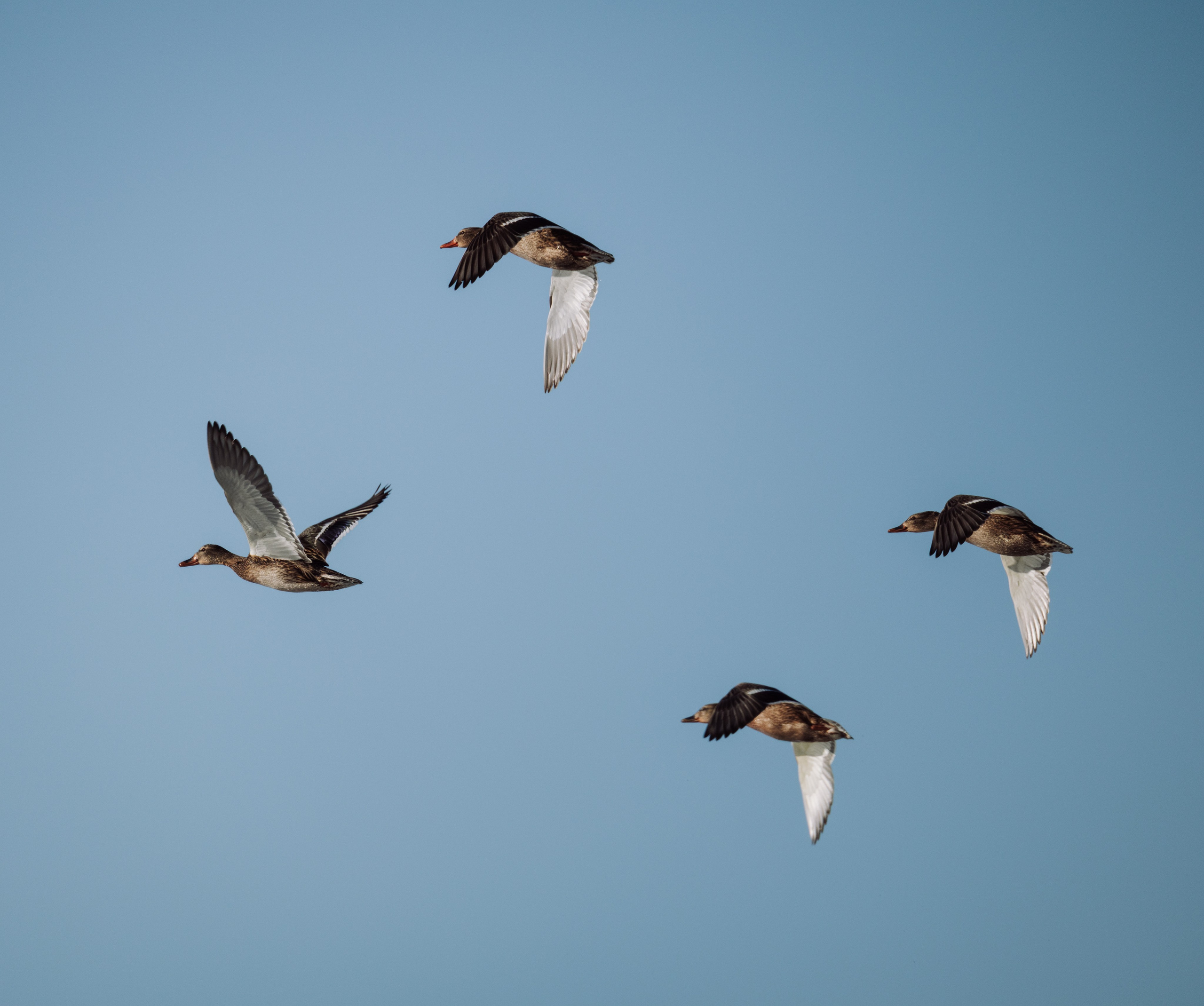 Voronezh 2026. Anton Chernov | Wildlife photographer