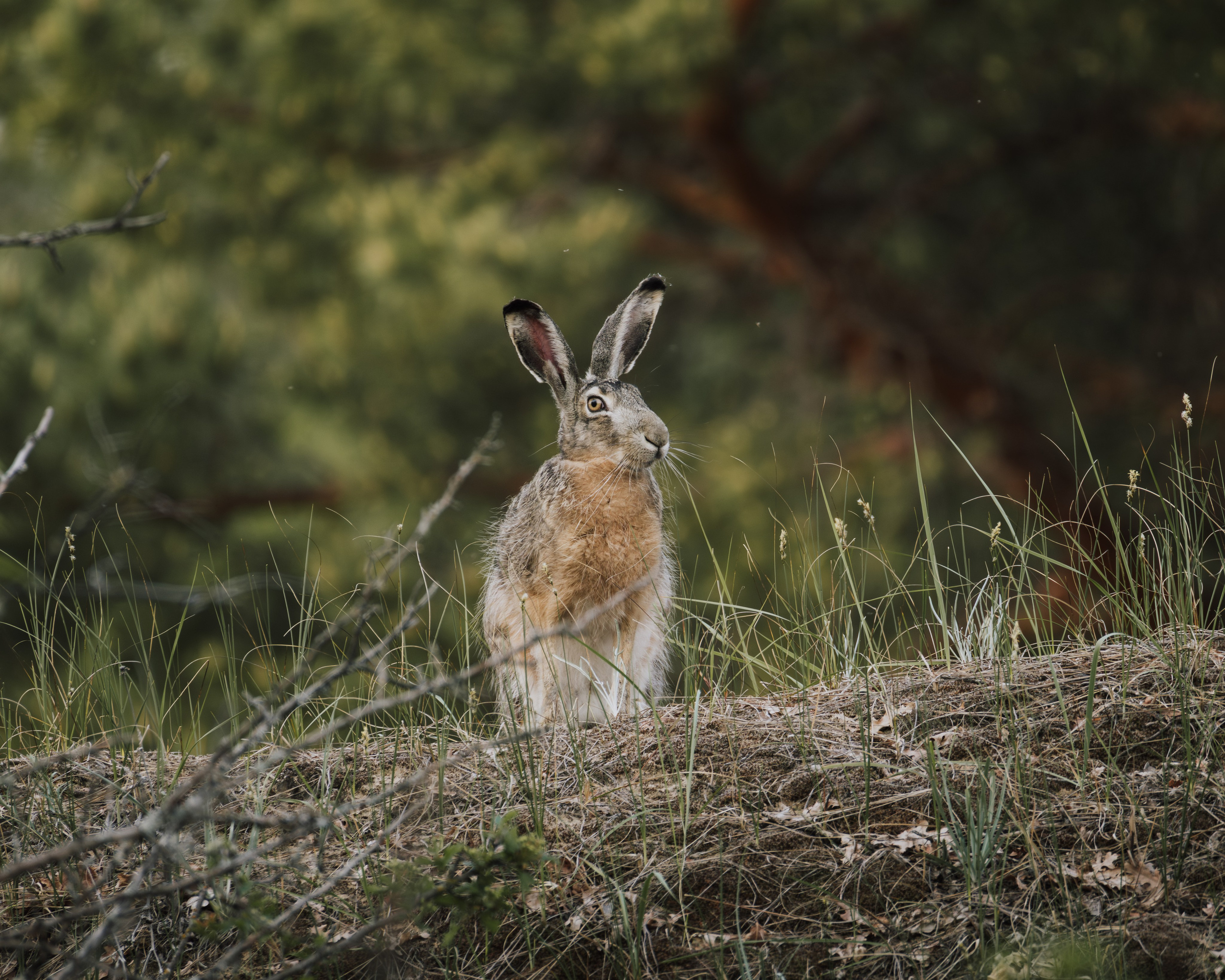 Voronezh 2026. Anton Chernov | Wildlife photographer