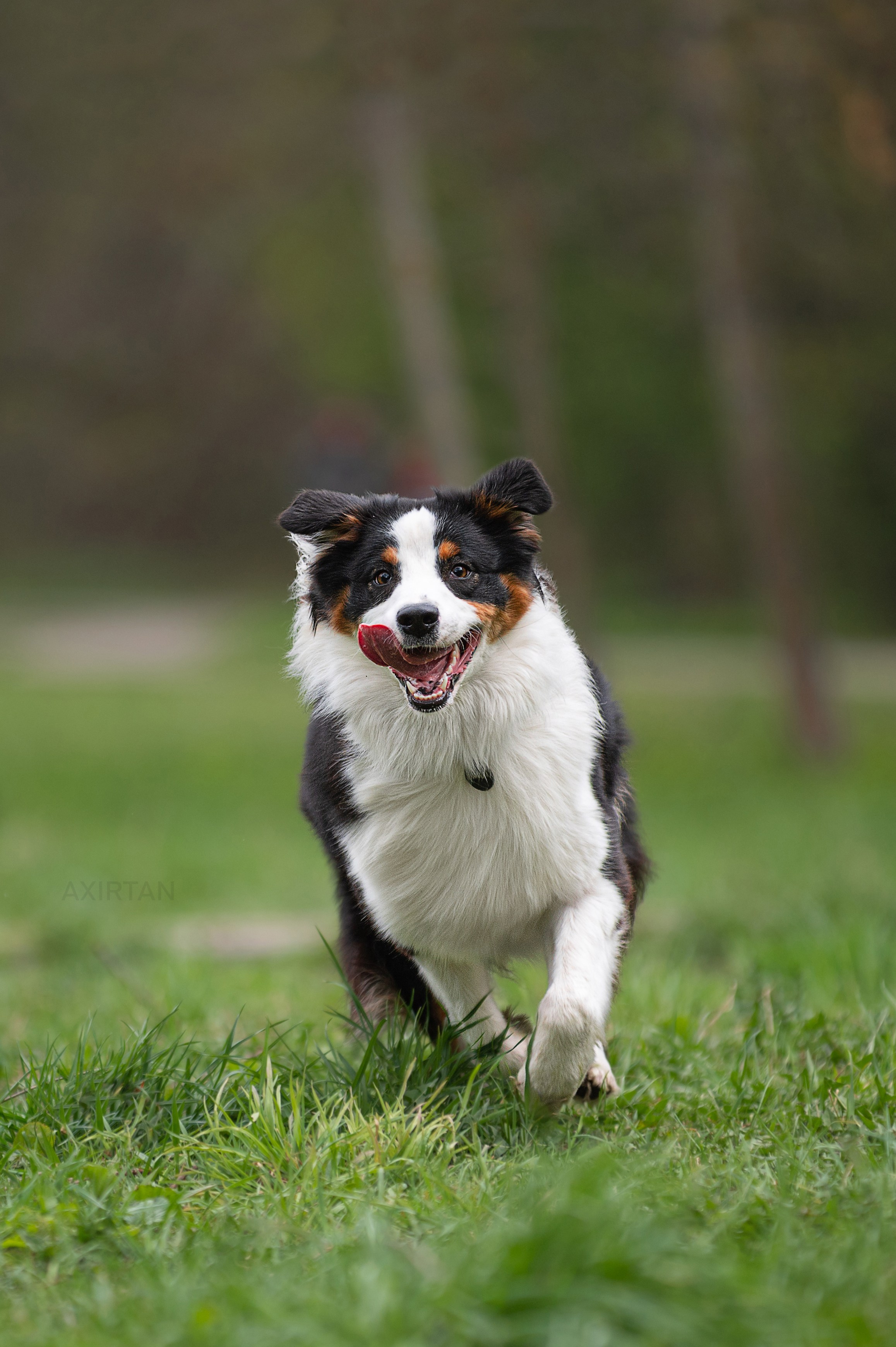 Рави. BLGKV питомник собак