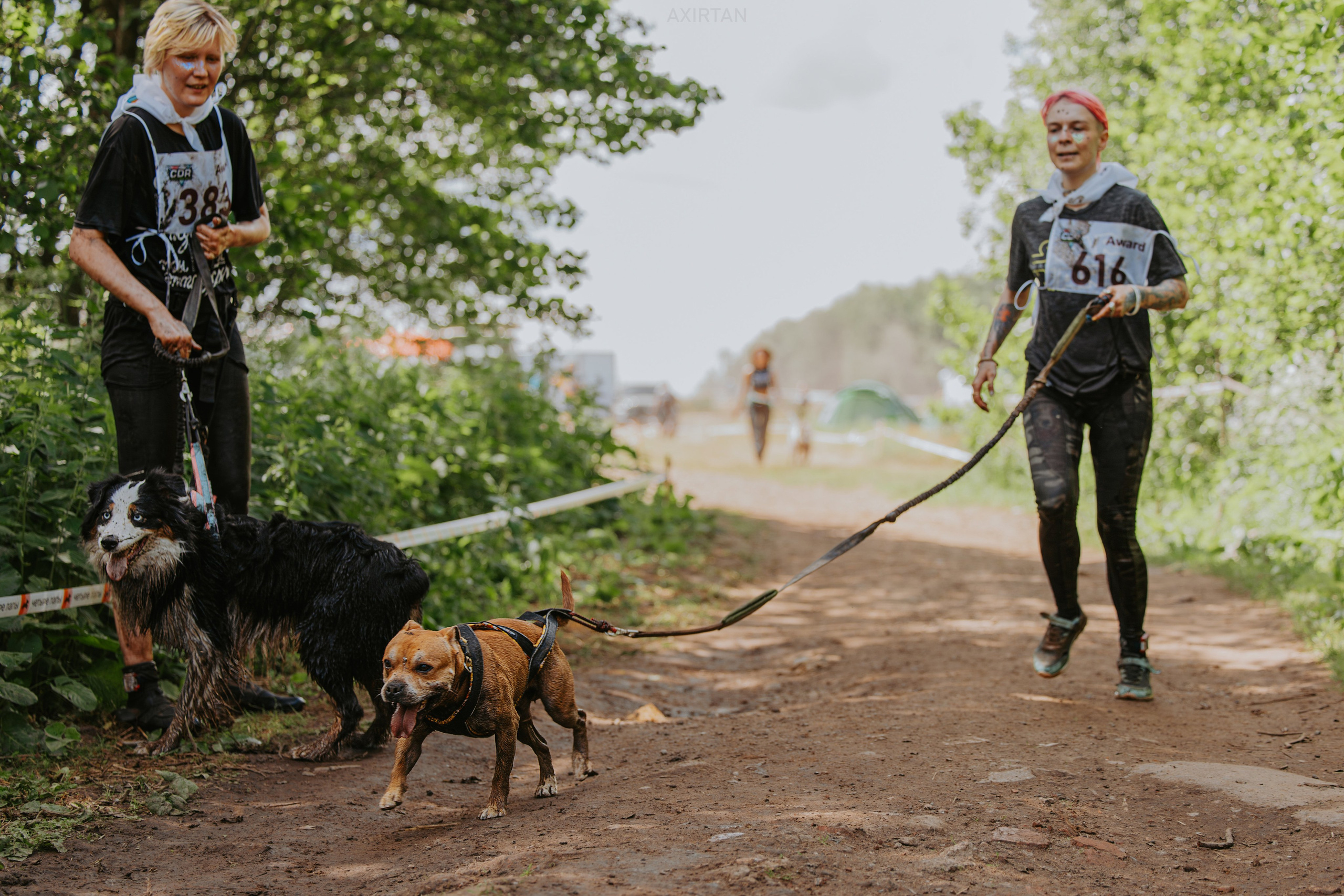 Шмель. BLGKV питомник собак