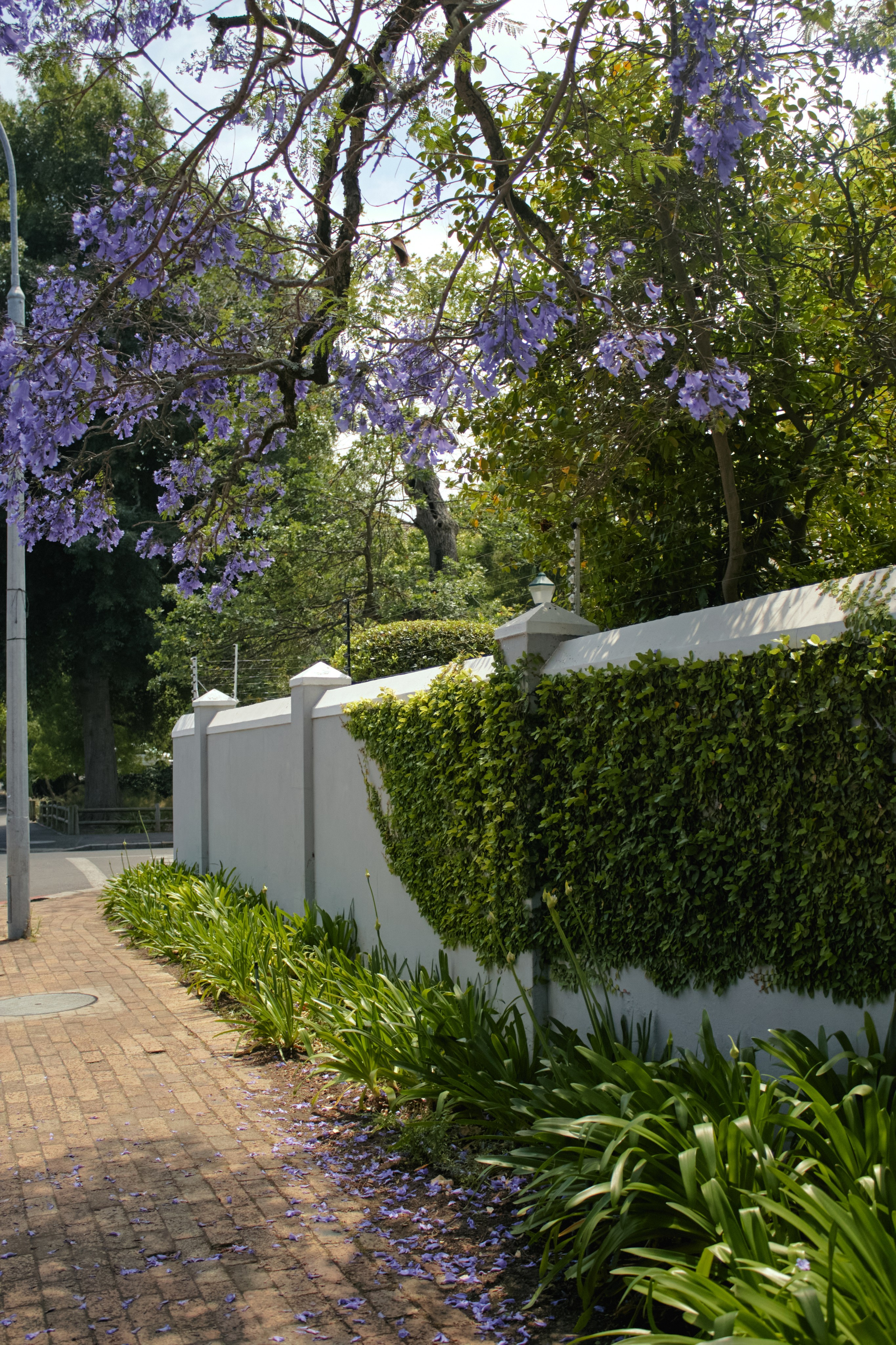 ЮАР. Профессиональный Фотограф во Владимире, в Москве и в Суздале — Полина Романычева