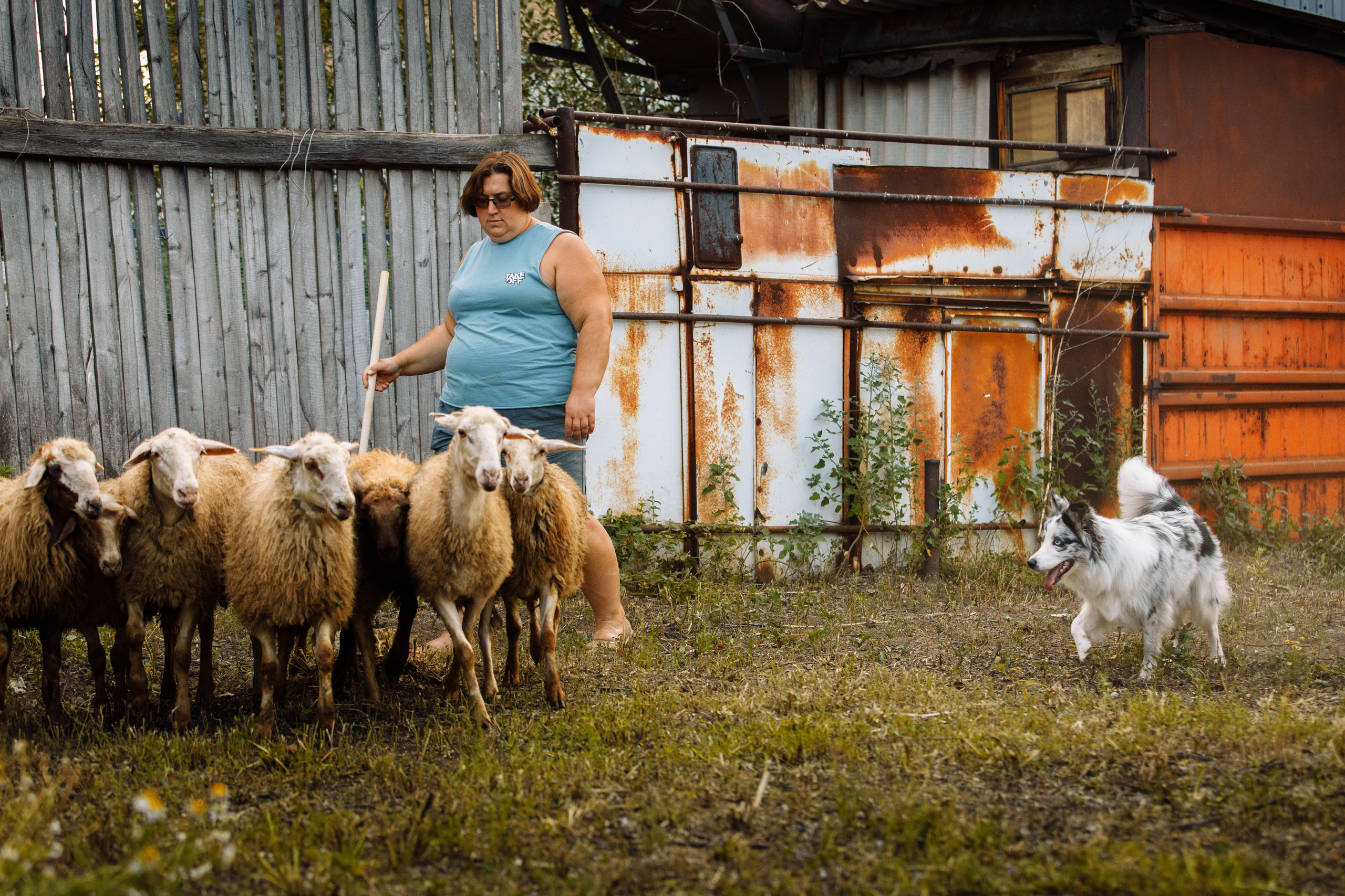 Овечий день. О нас