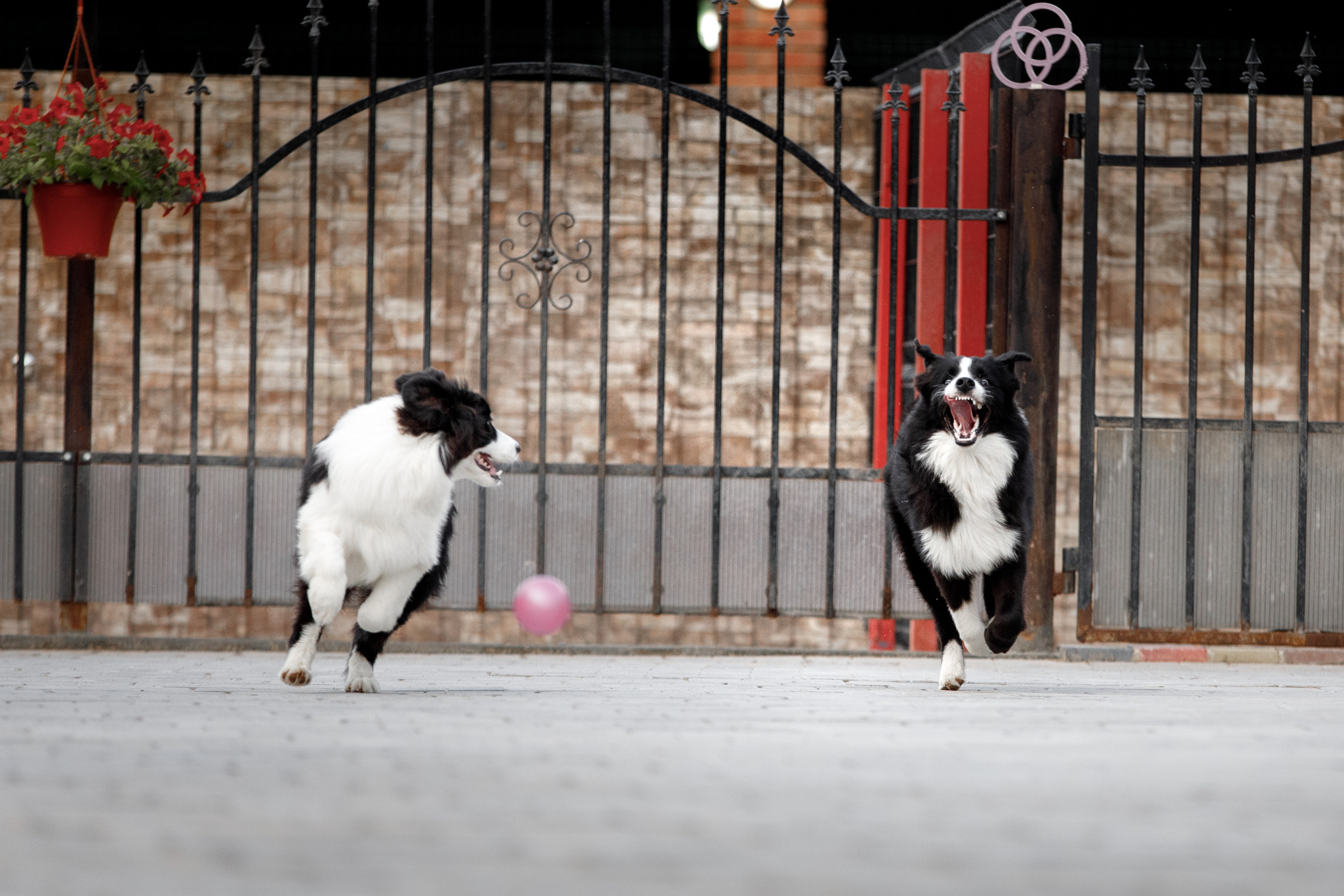 Болтовня в саду. О нас