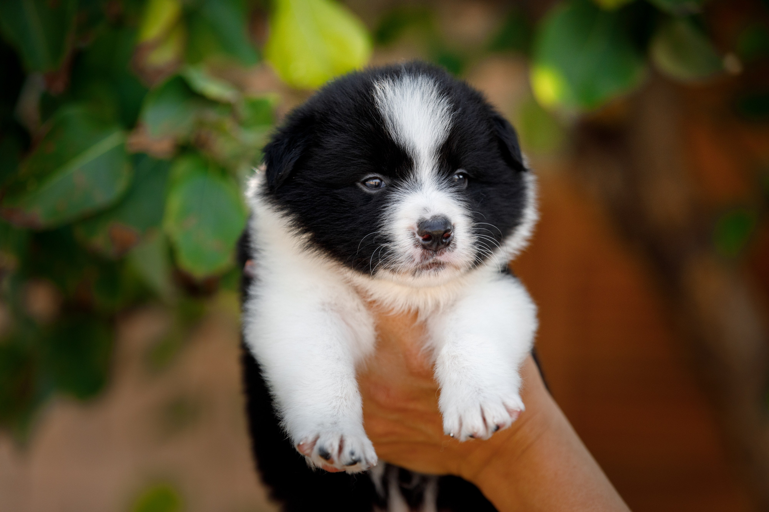 Смешарики. О нас