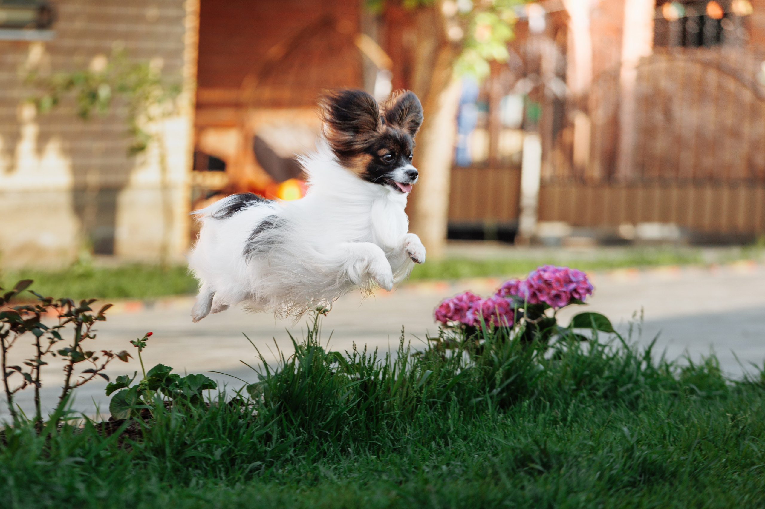 Пушистое. О нас