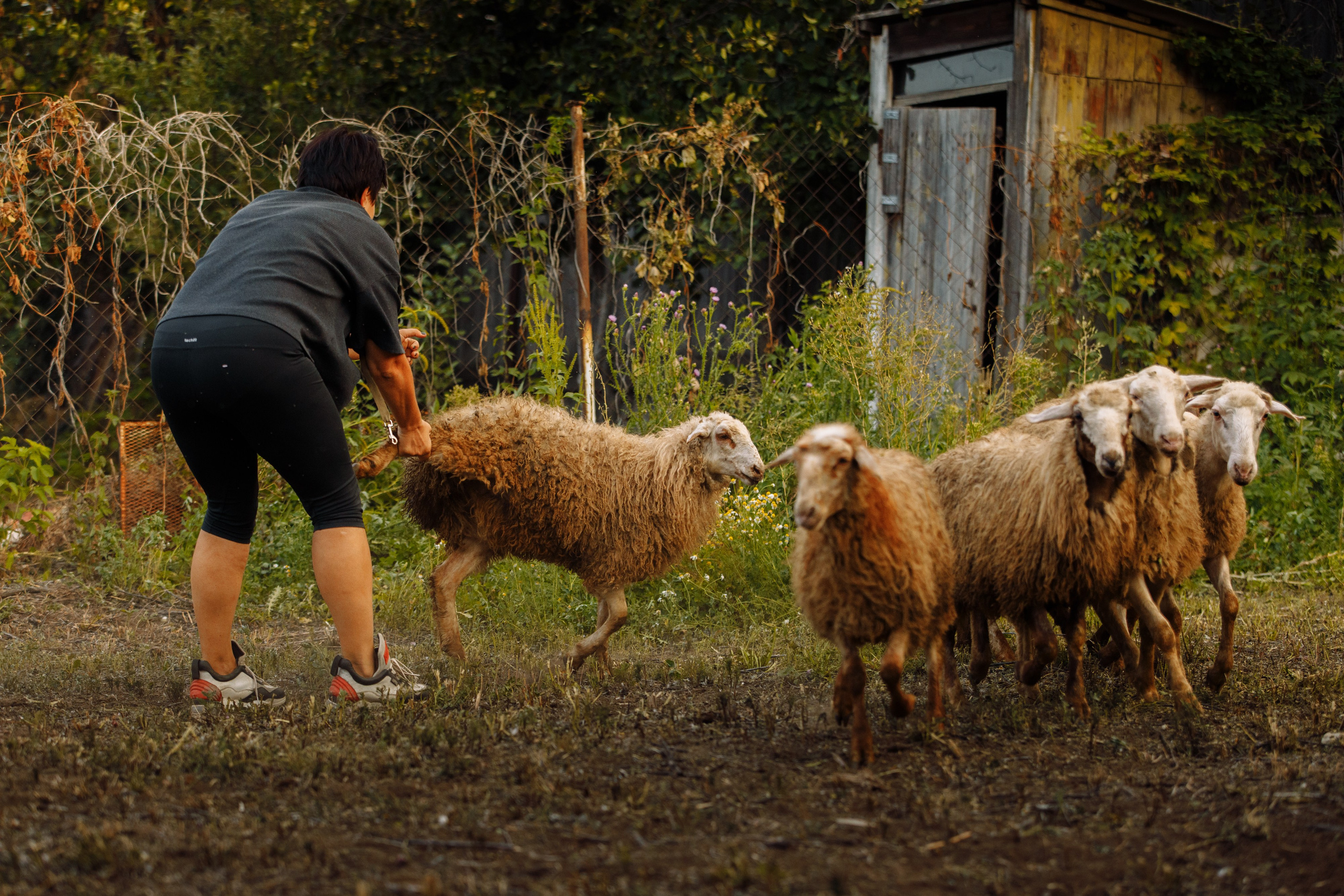 Овечий день. О нас