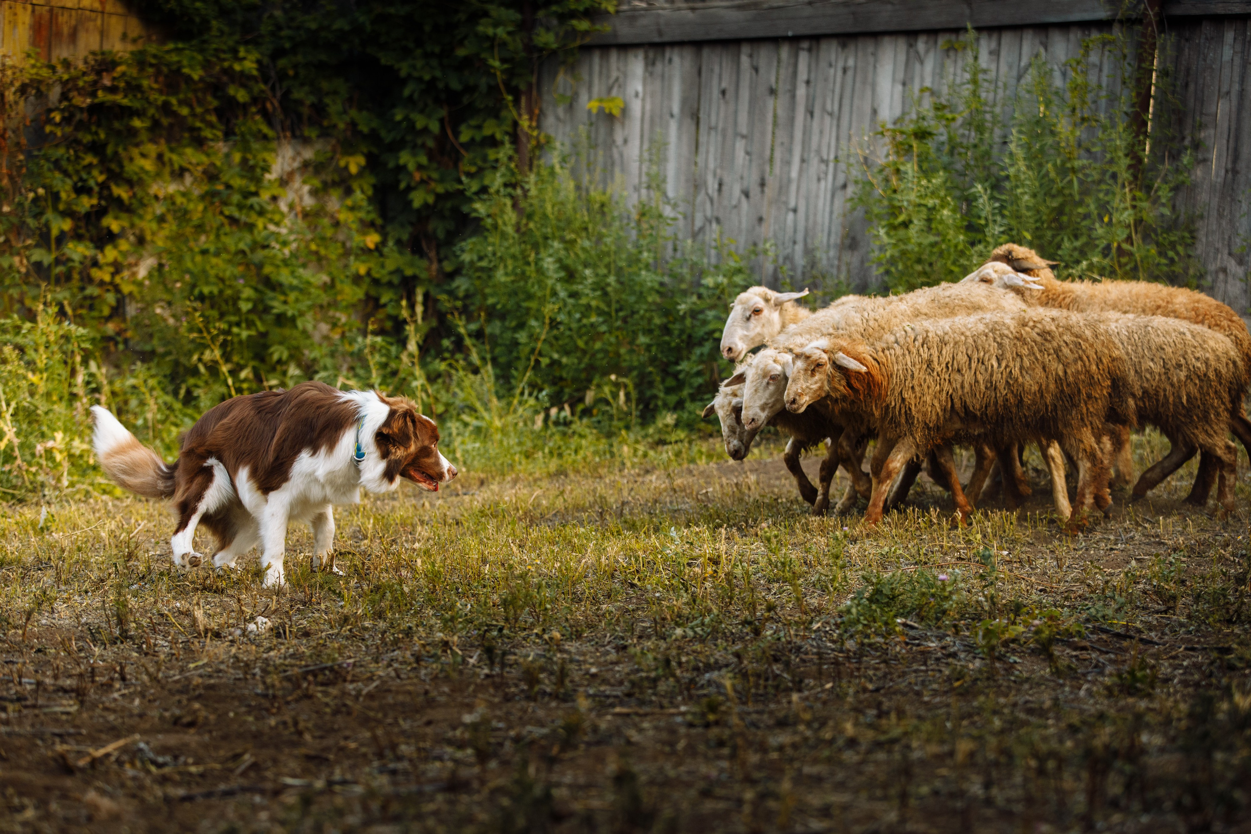 Овечий день. О нас