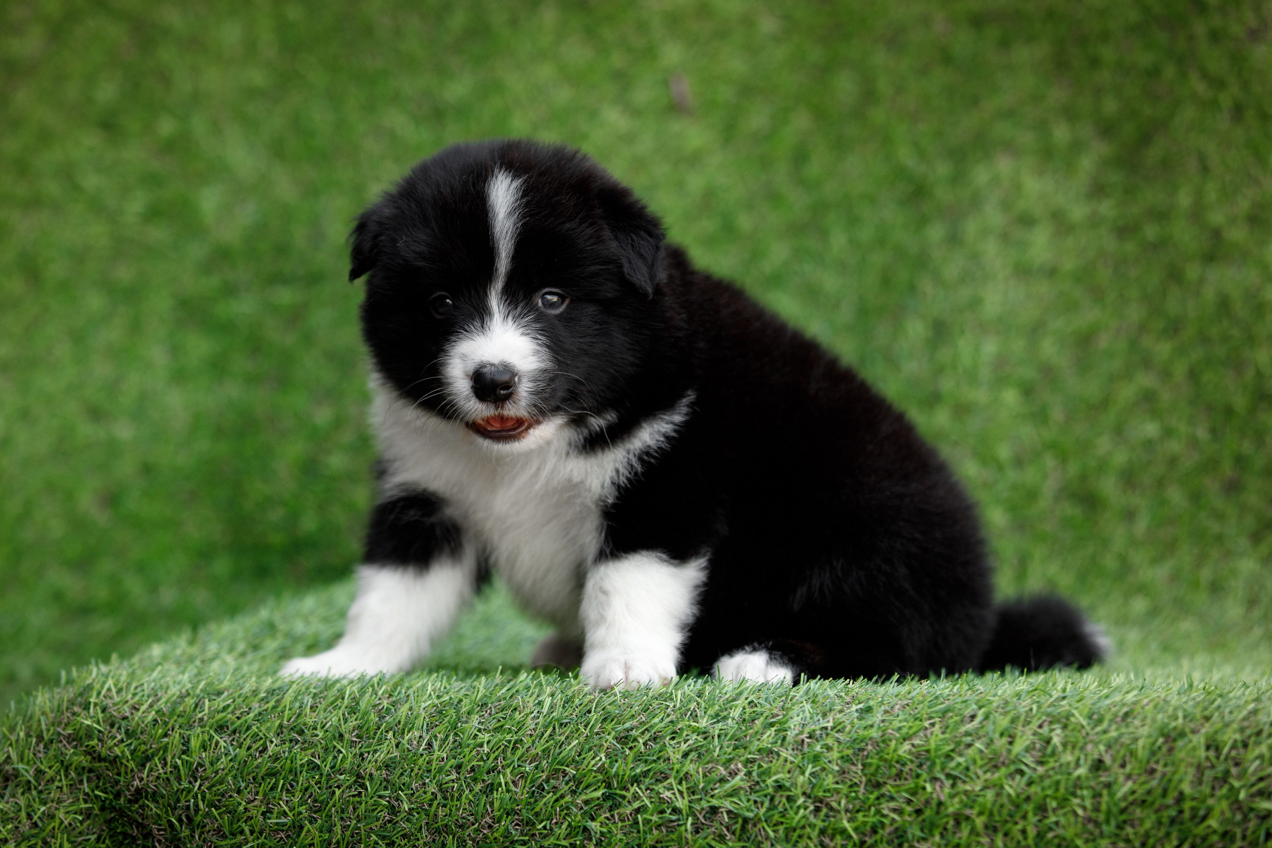 Смешарики. О нас