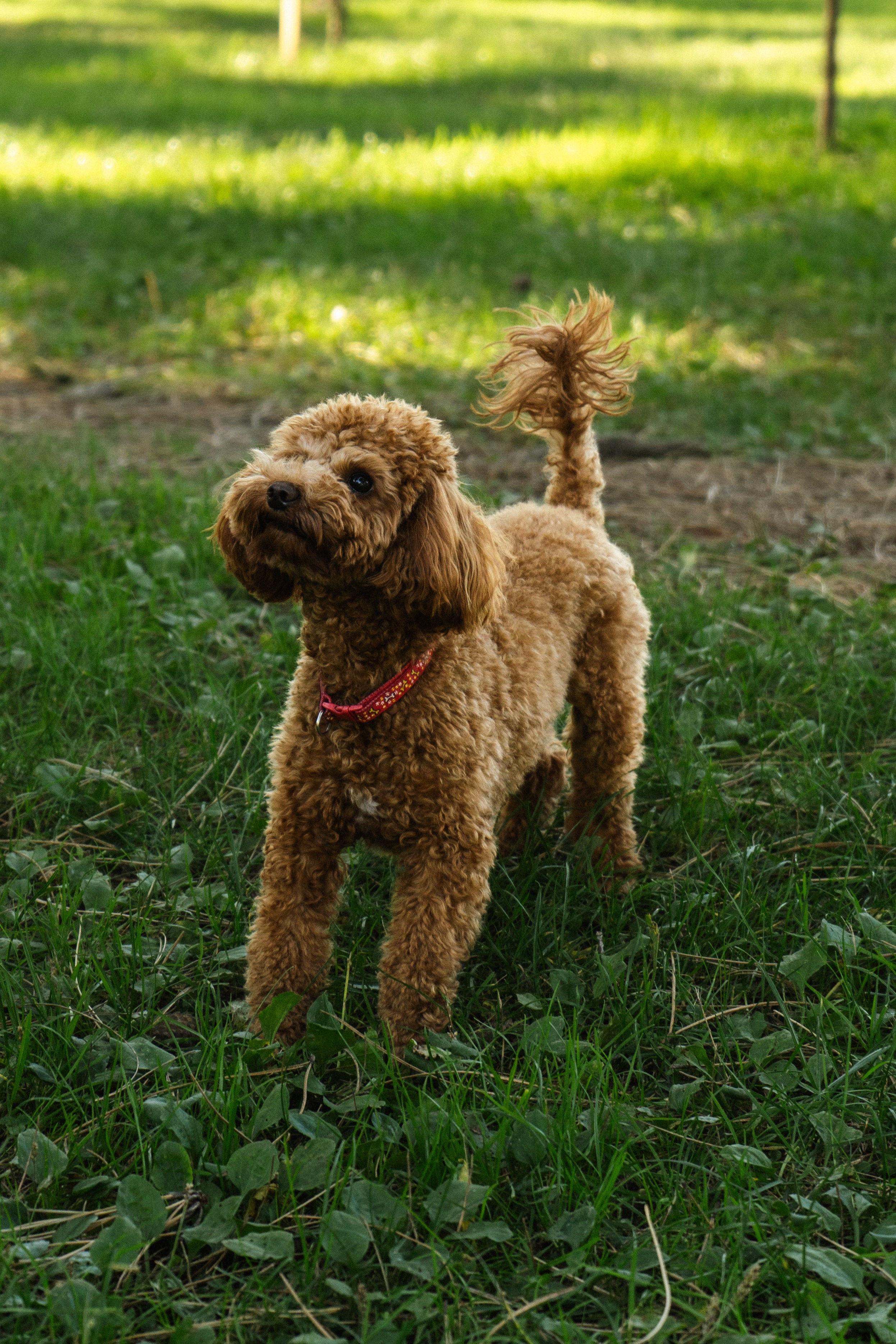 Pets. Makaroshkassirom — photographer in Minsk
