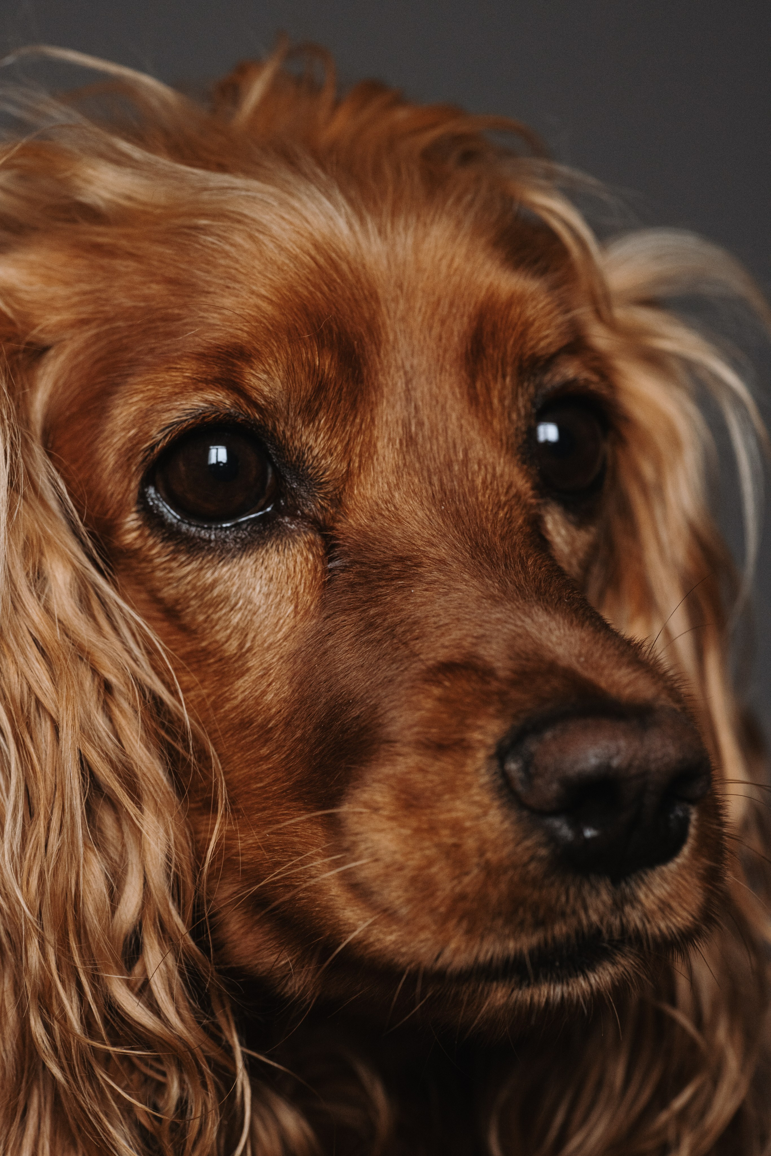 Animal Friendly. Фотограф на Юге России