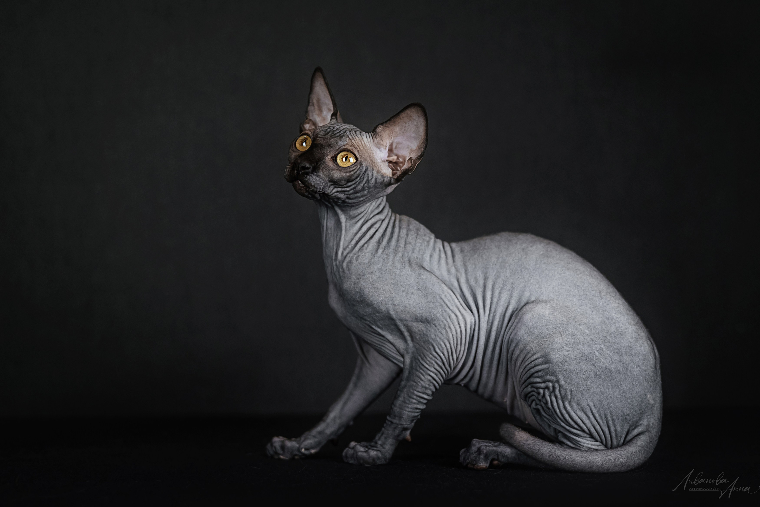 Сфинксы. Фотограф анималист Аня Ливанова | Рыбинск