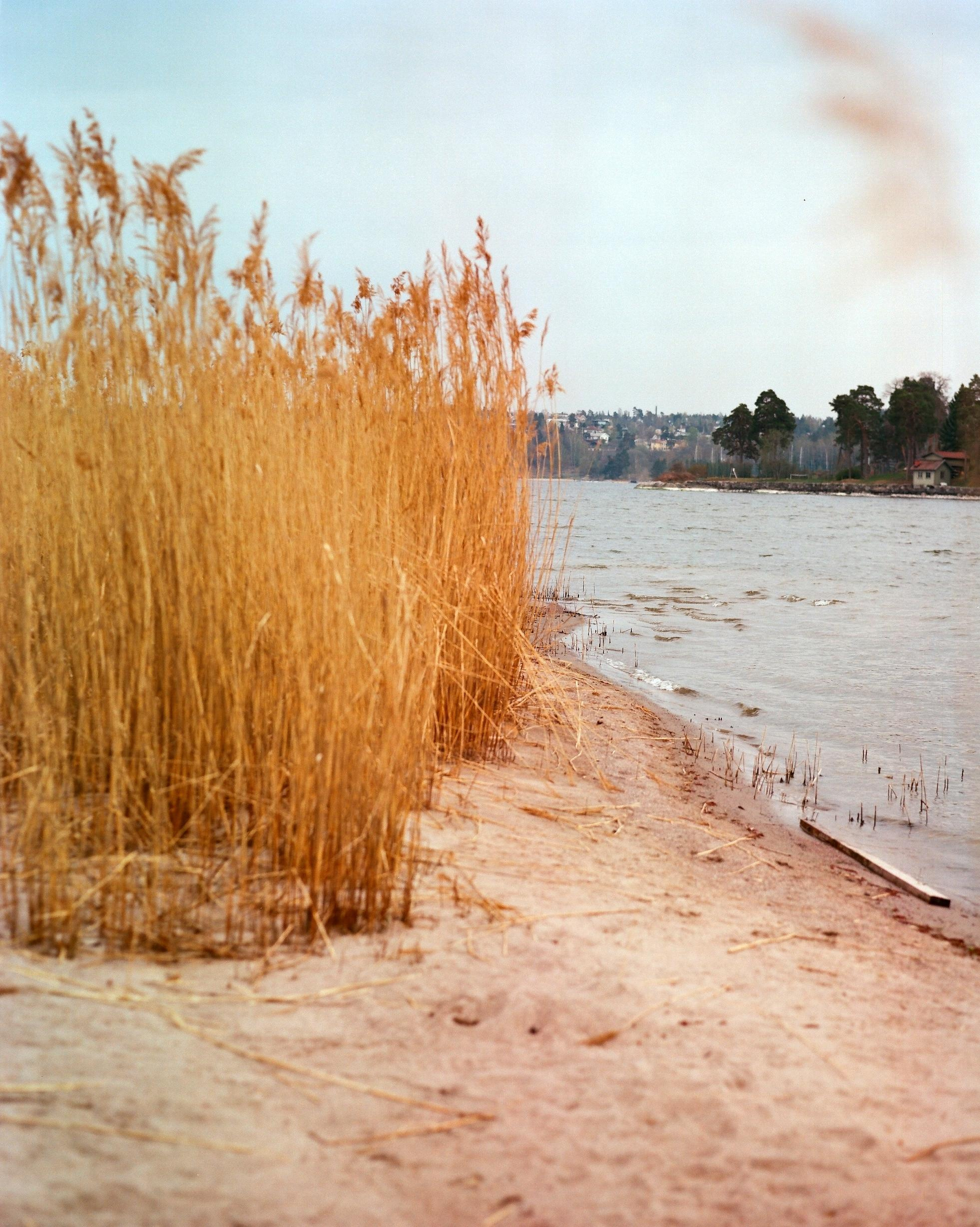 ARSGANG or the Walking Year (New). Екатерина Васильева художник, куратор и преподаватель