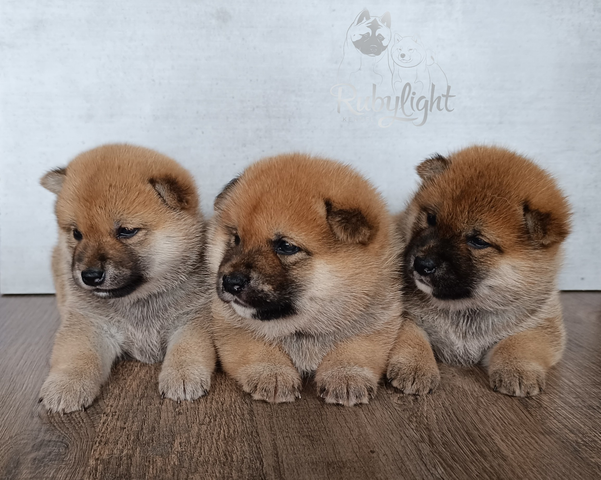 Сиба Помёт Е питомник Рубилайт