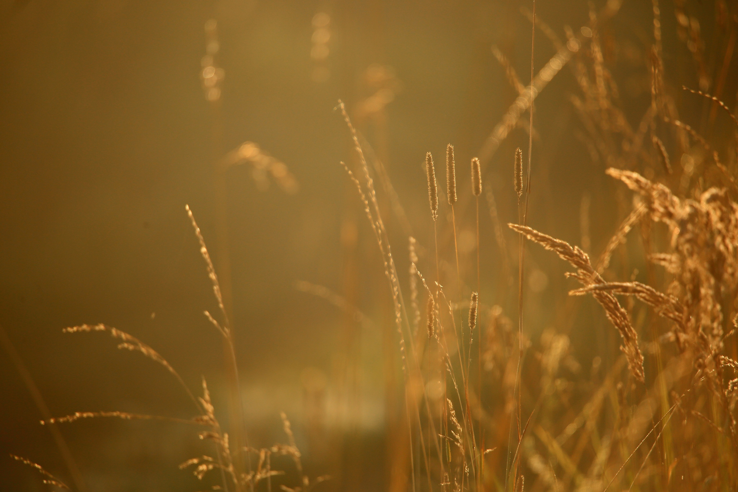 Туманным утром. Свадебный и репортажный фотограф в Ярославле и Санкт-Петербурге Роман Микрюков