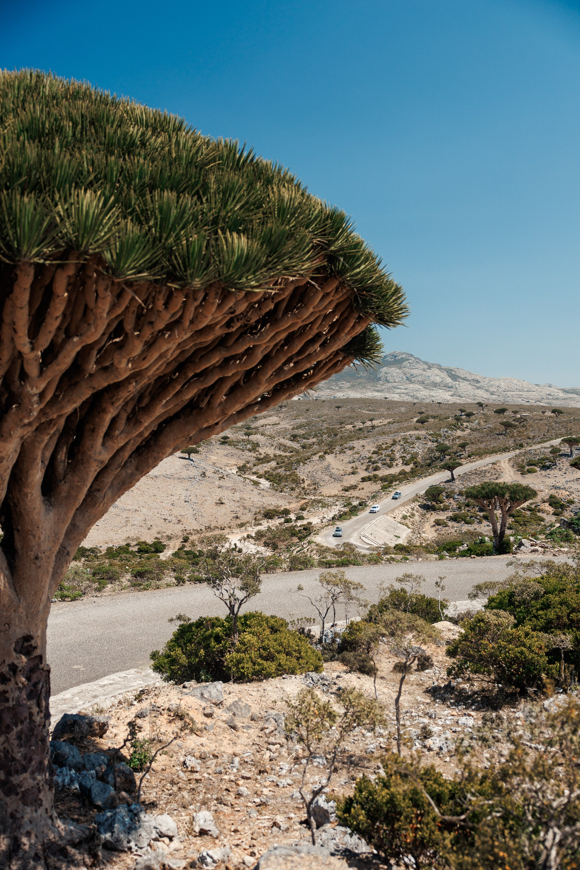 Socotra