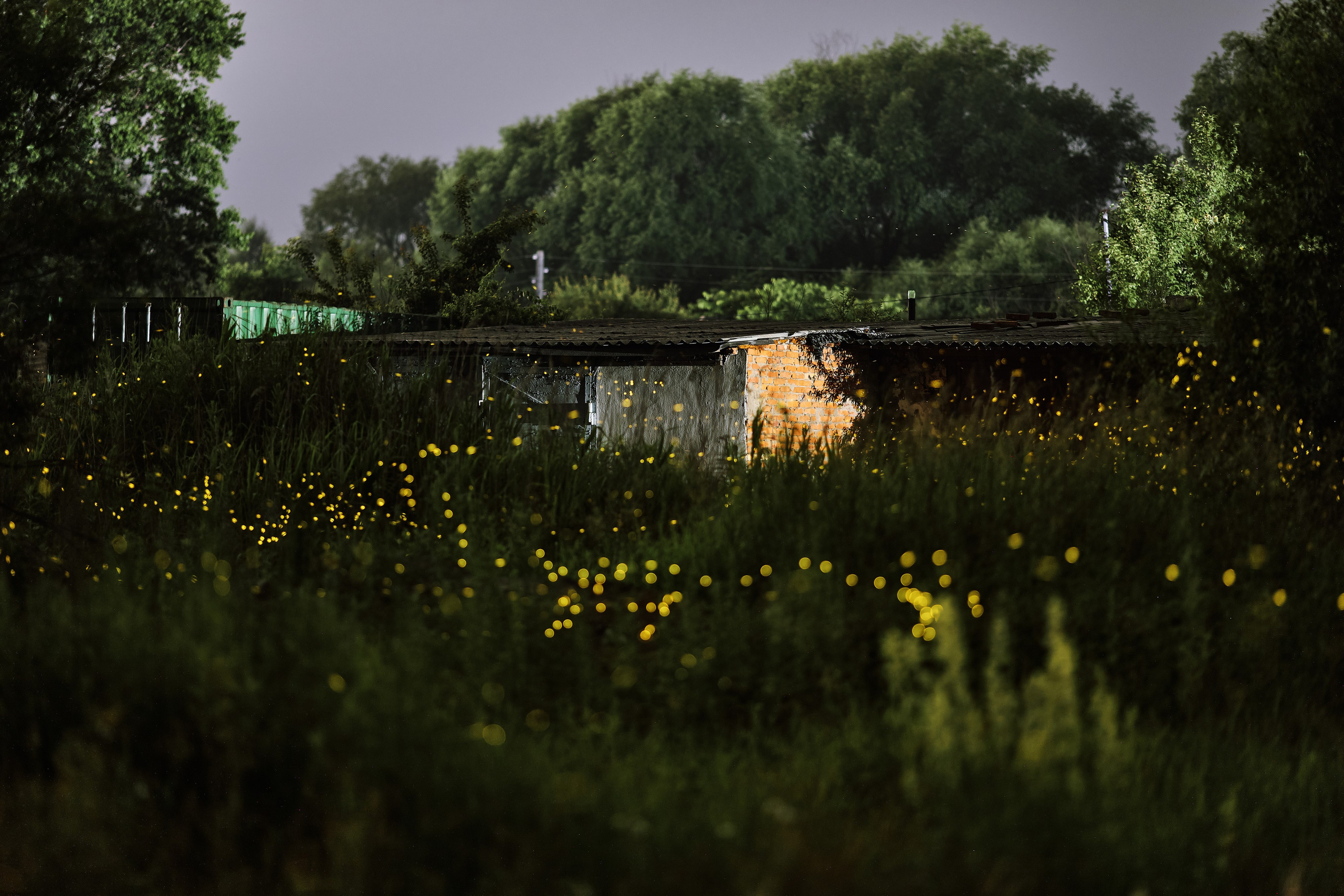 Фотография с летающими светлячками бесплатно в хорошем качестве