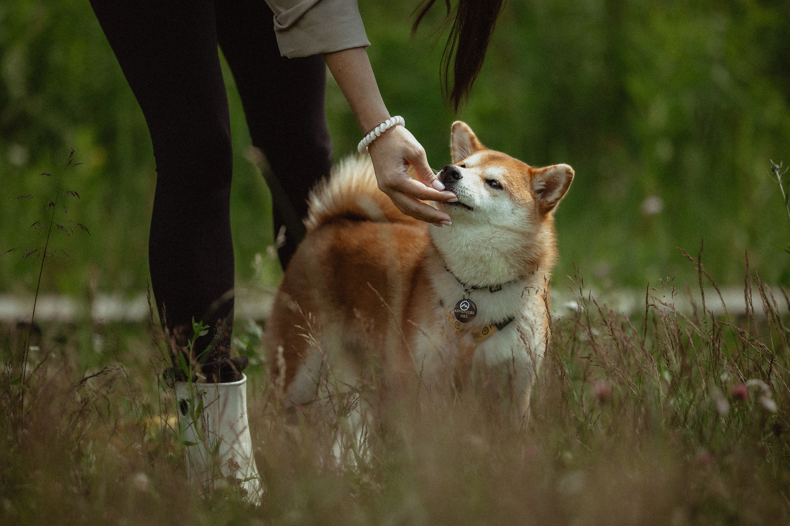 Выездной дог-тренинг от школы «Шерсть имею»