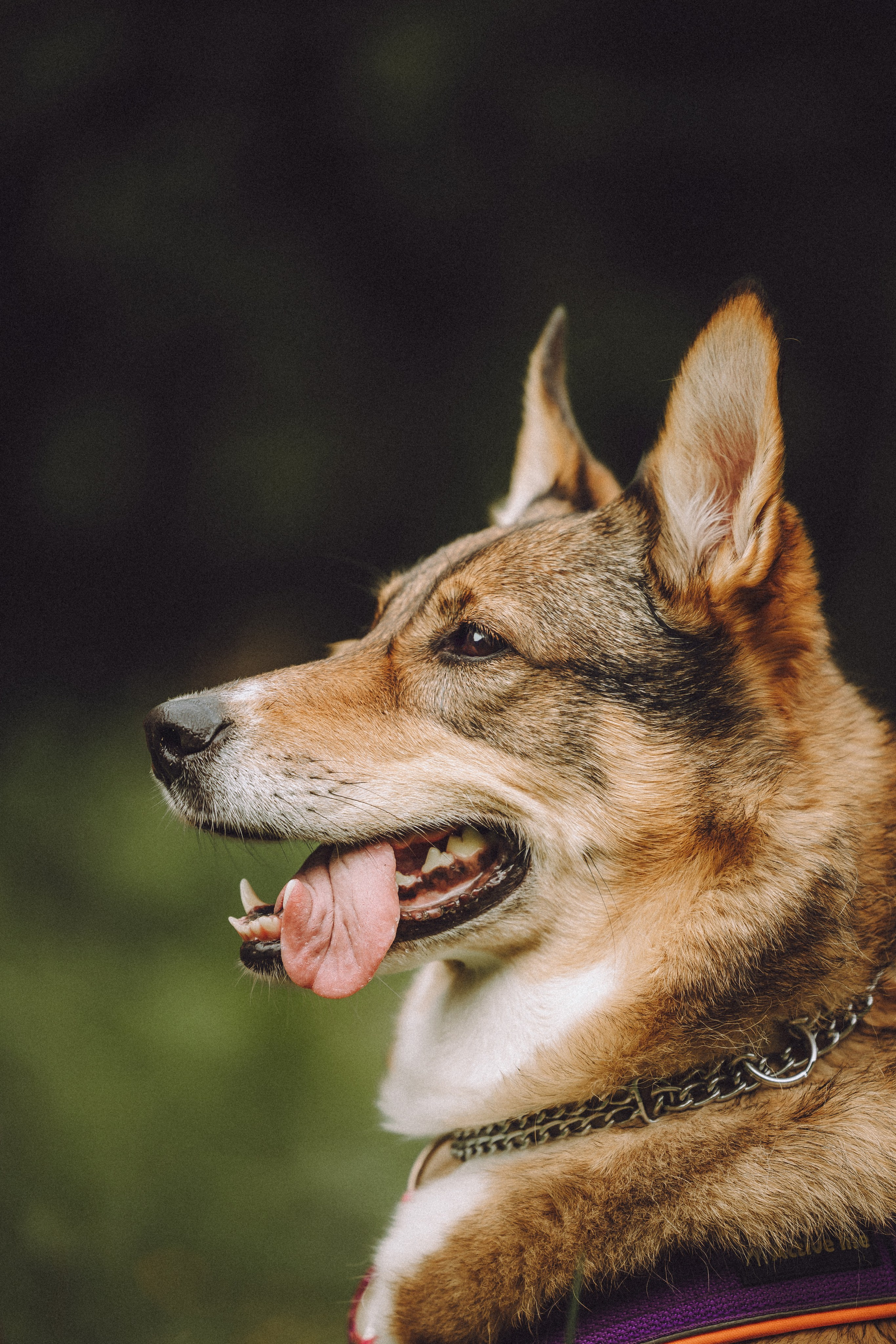 Груша, Данни, Фунтик и их семья