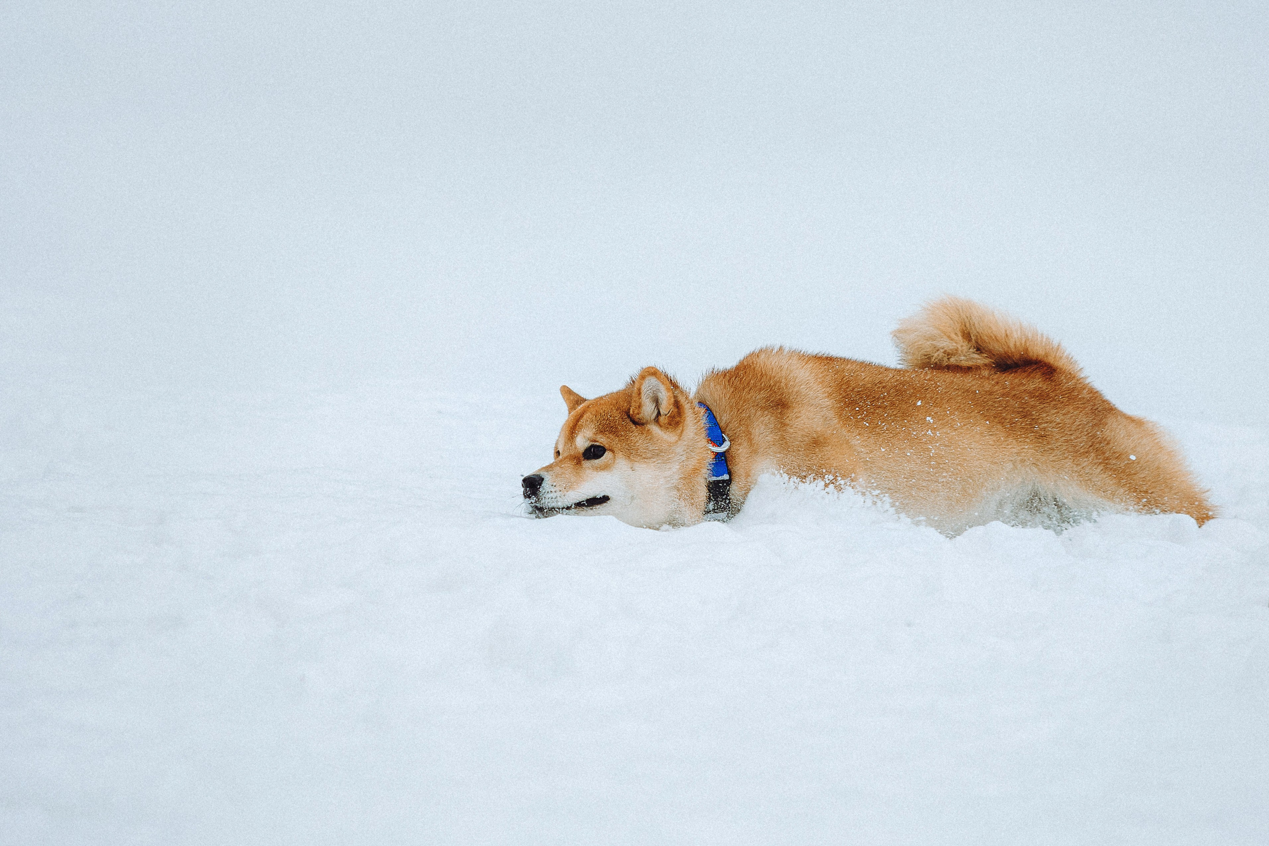 Настя и Ронин