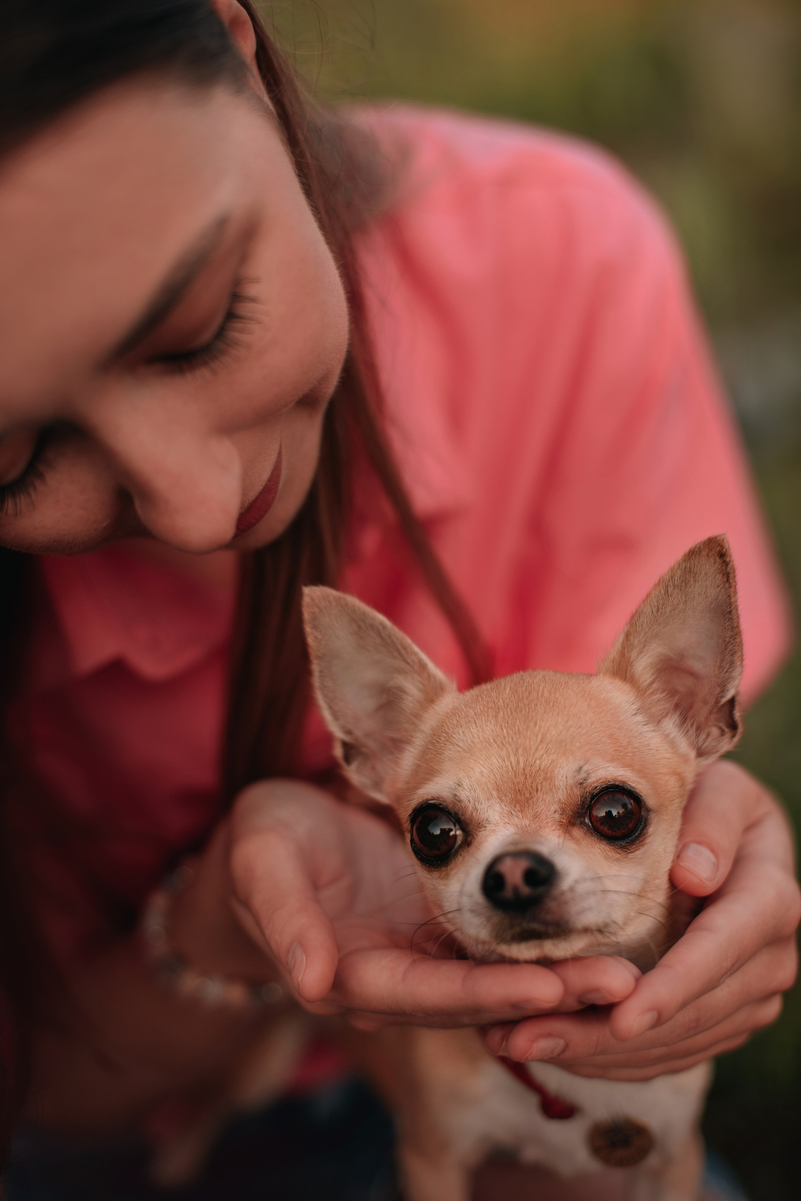 Прогулка: чихуахуа Хенни и Алина во Владивостоке. Портфолио