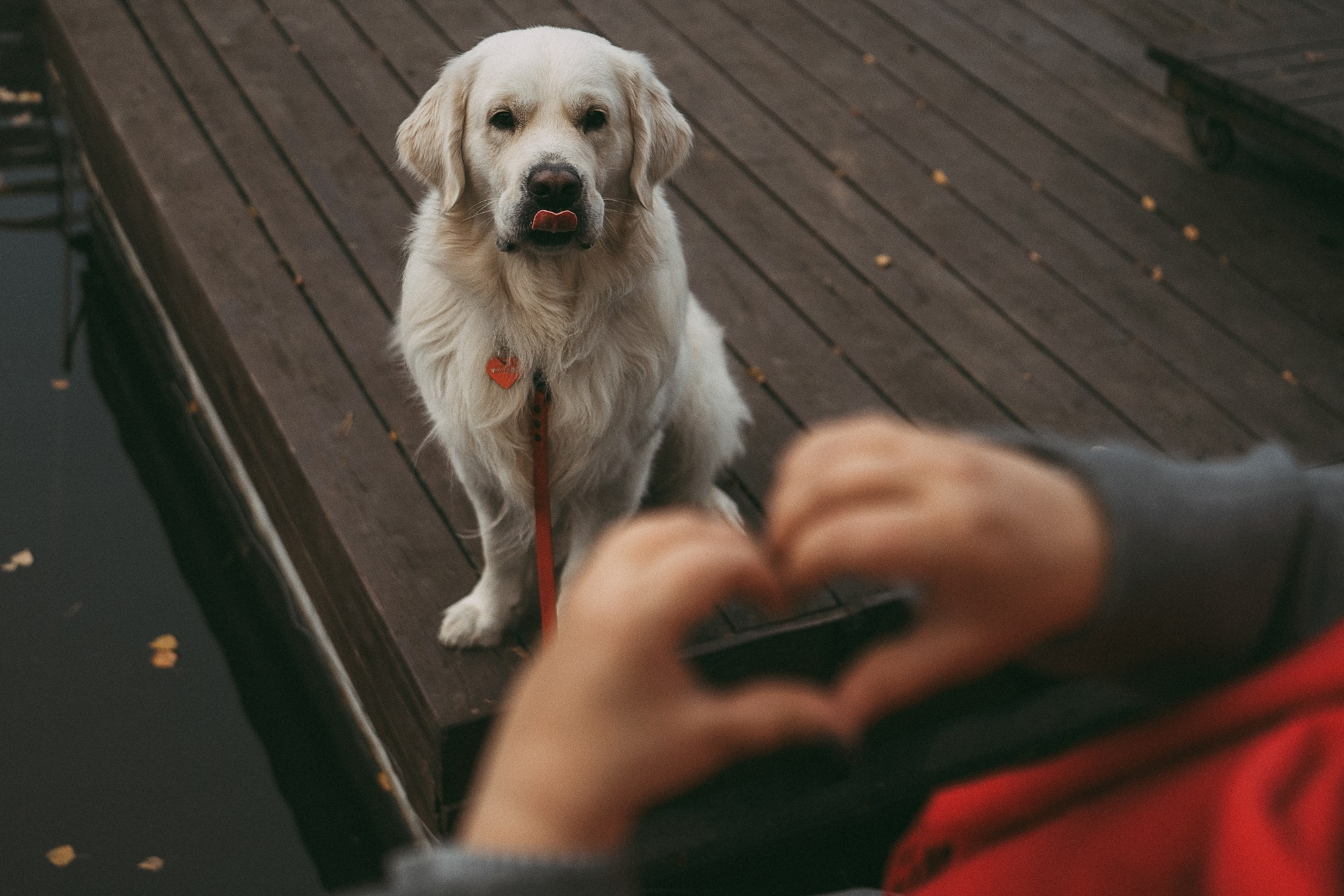 Лена и Мерлин. Фотограф анималист в Москве и Санкт-Петербурге Свиридова Анна