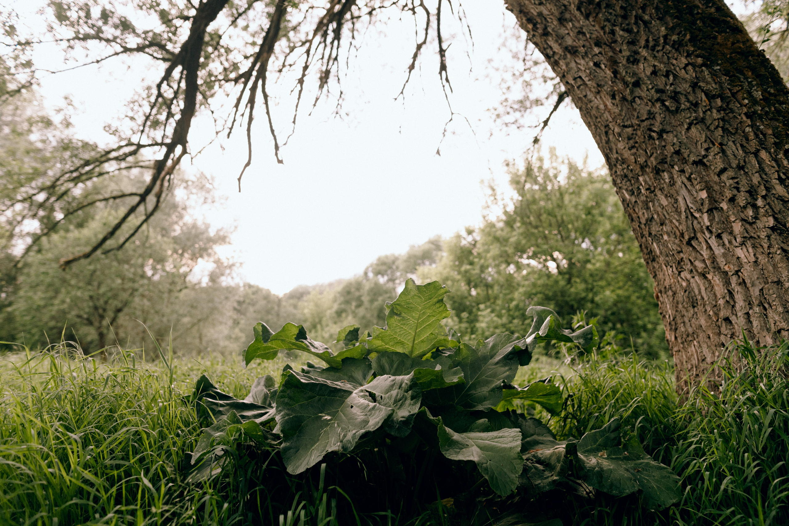 Душа леса. Варвара Синицына: семейный фотограф в Москве