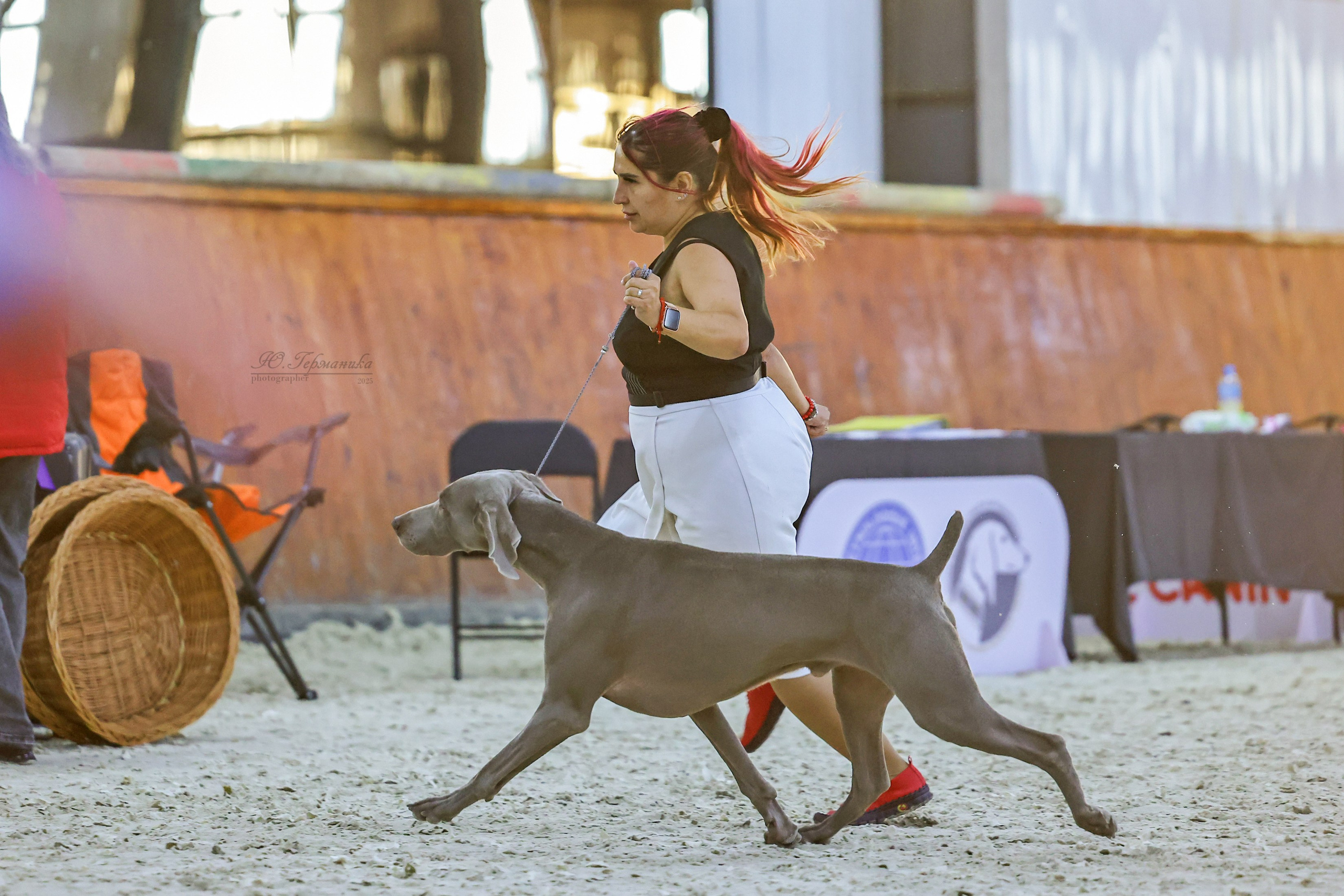 Астана 2хCACIB 26-28.09.2025. Фотограф-анималист Юлия Германика