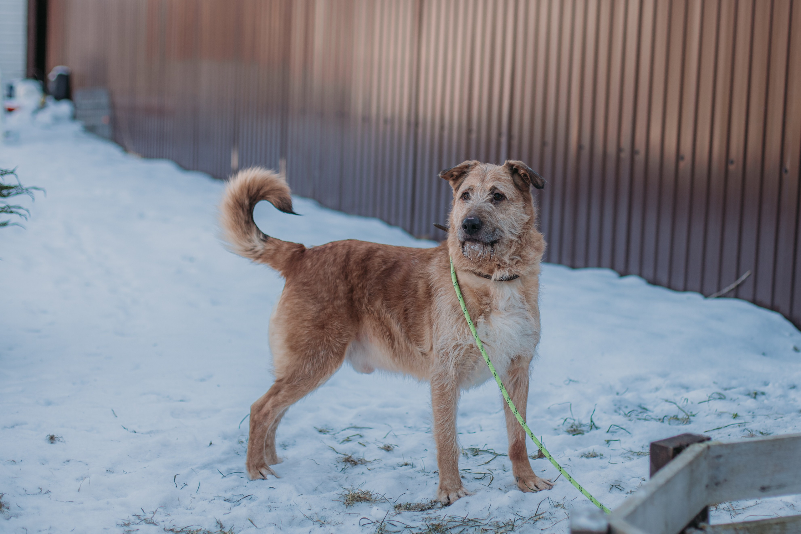 Фотосессии животных. Детский фотограф, фотограф-анималист